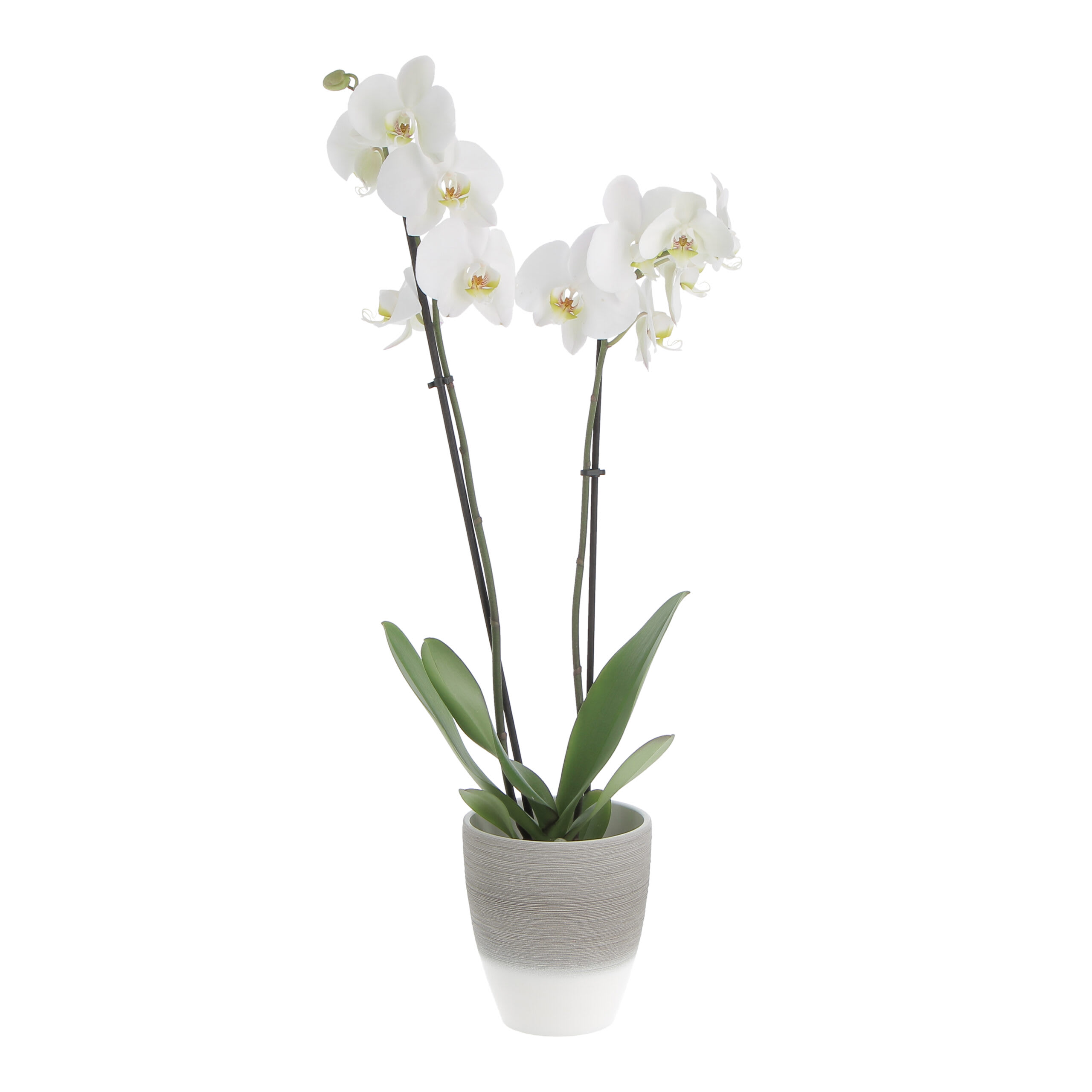 https://medias.maisonsdumonde.com/images/f_auto,q_auto/v1/mkp/M22175712_1/orchidea-phalaenopsis-bianca-pianta-vera-h-60-70-cm-vaso-oe-12-cm.jpg
