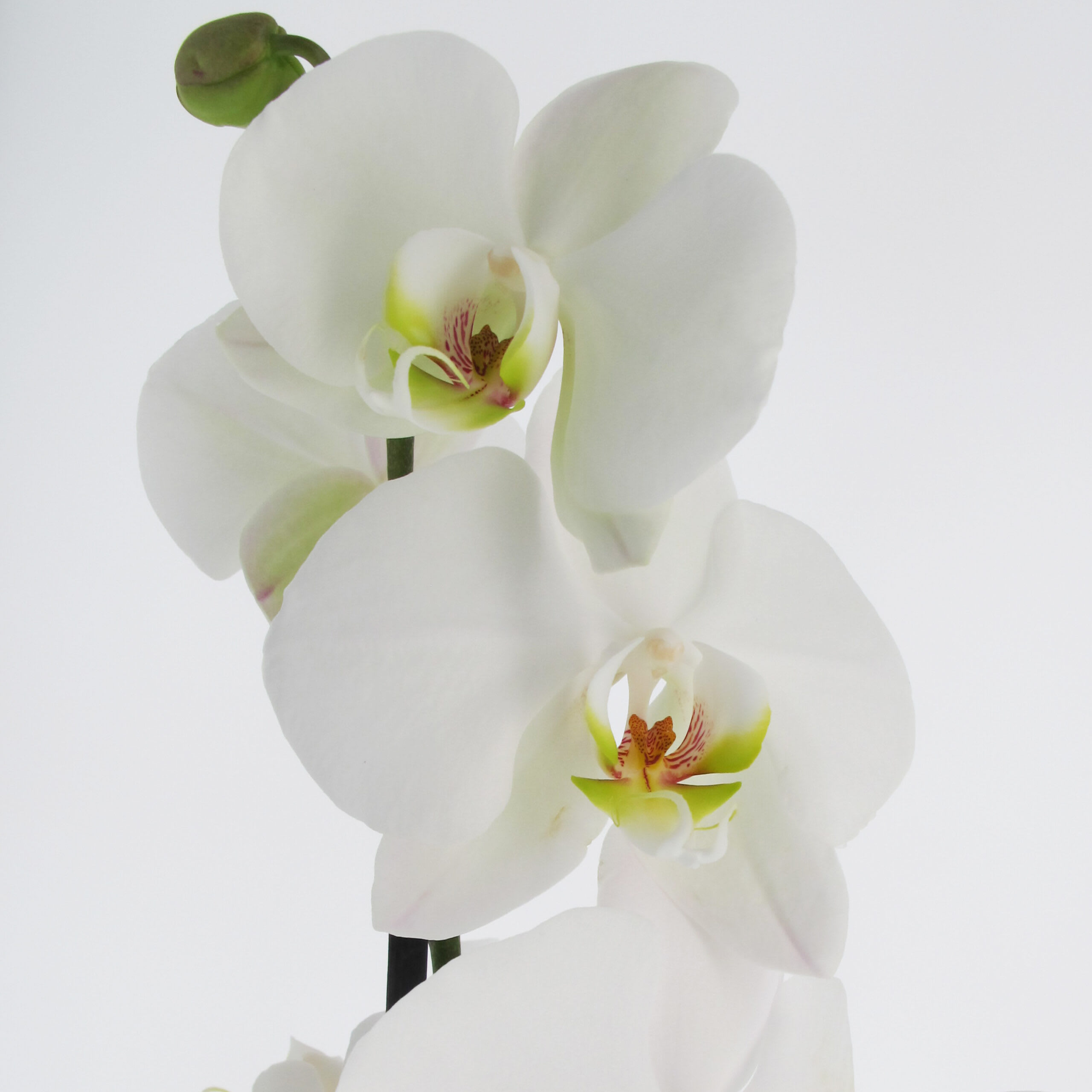 Orchidea artificiale Piante artificiali Indoor Fiori di orchidea bianca con  P