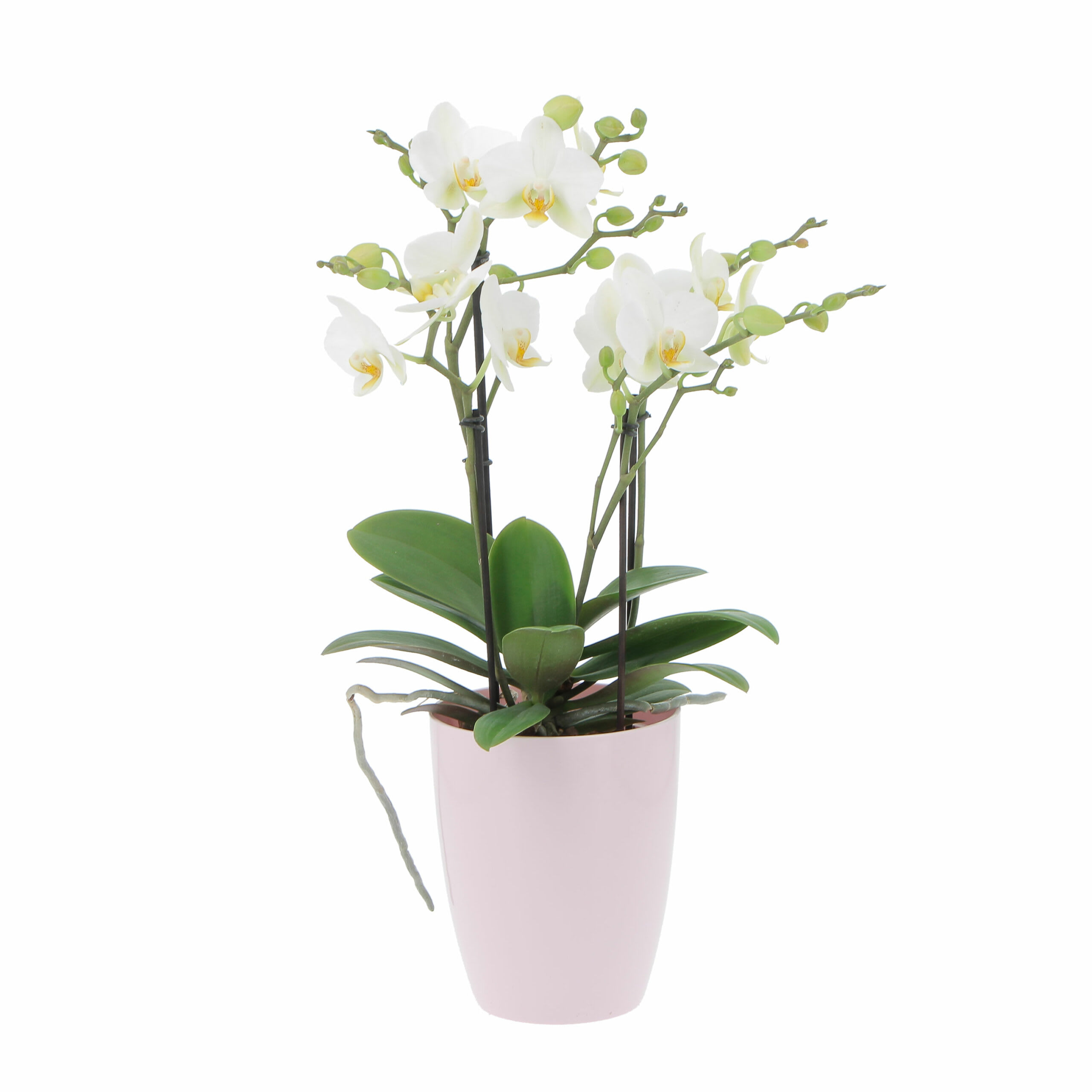 Orchidea in pianta vaso di ceramica