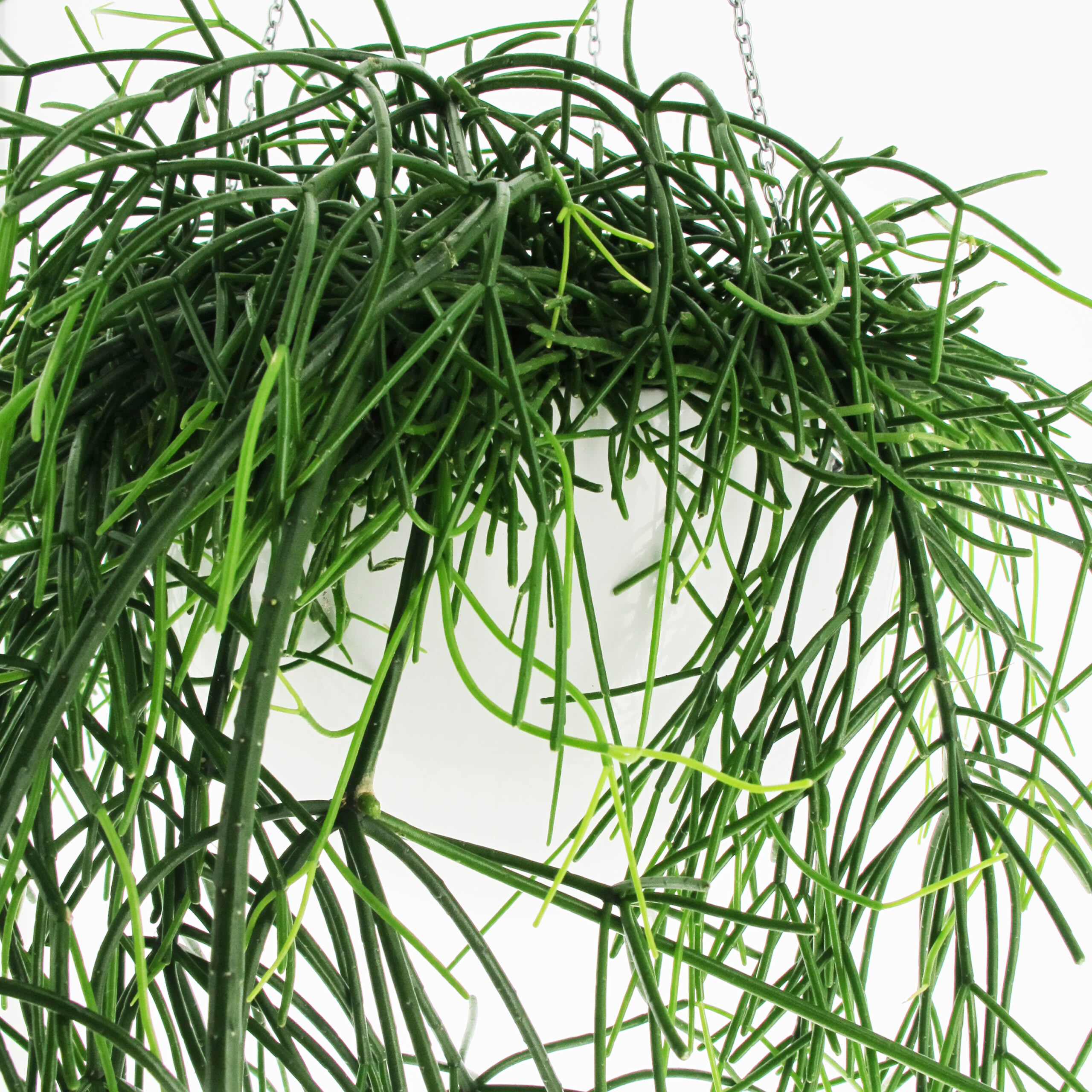 Rhipsalis Baccifera Oasis Piante Pendenti Vere da Interno Vaso Ø