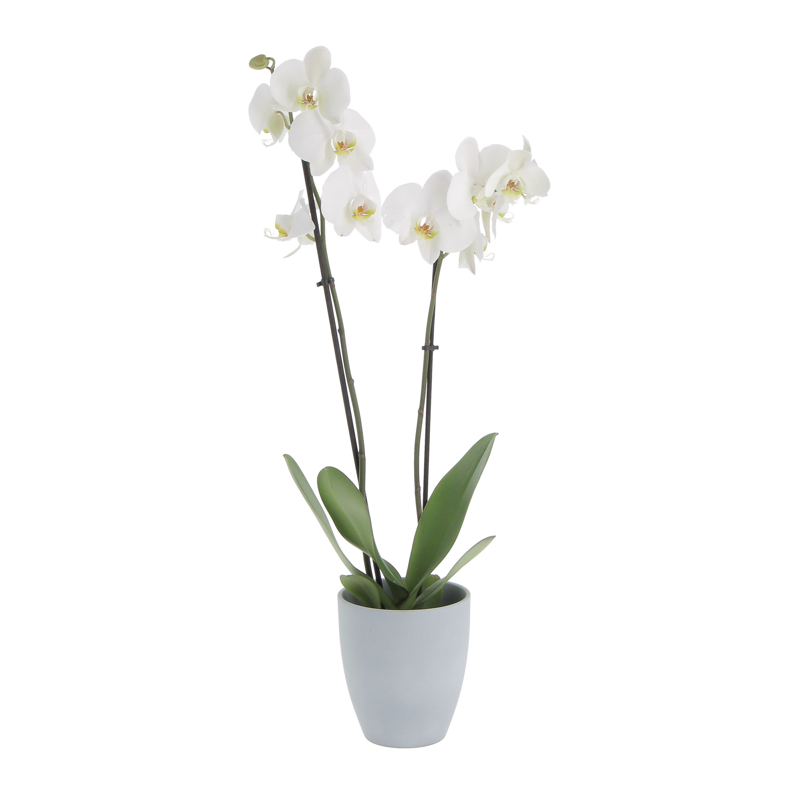 Orchidea Phalaenopsis Bianca Pianta Vera H 60/70 cm Vaso Ø 12 cm