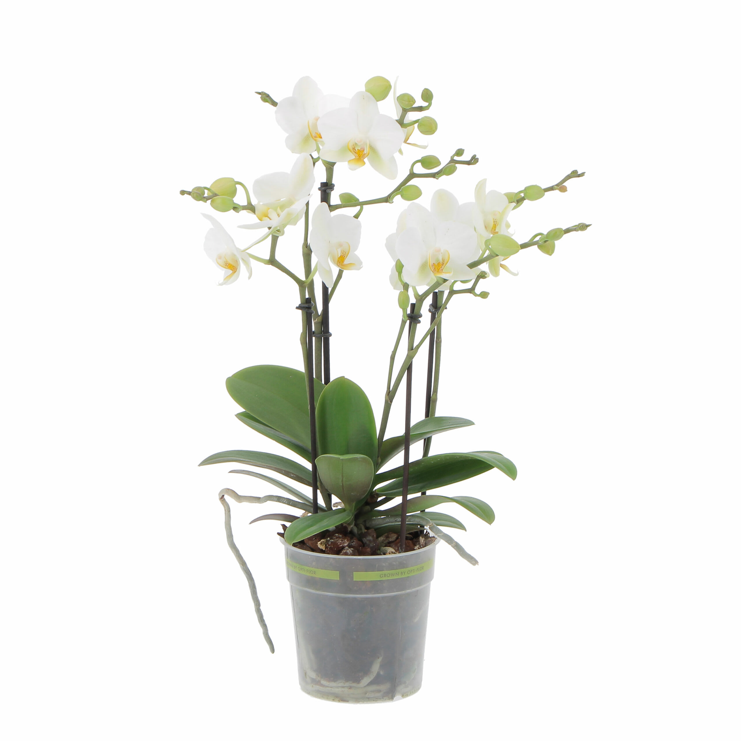 Pianta Orchidea Phalaenopsis Boquetto Bianca H 40/45 cm Vaso Ø 12 cm