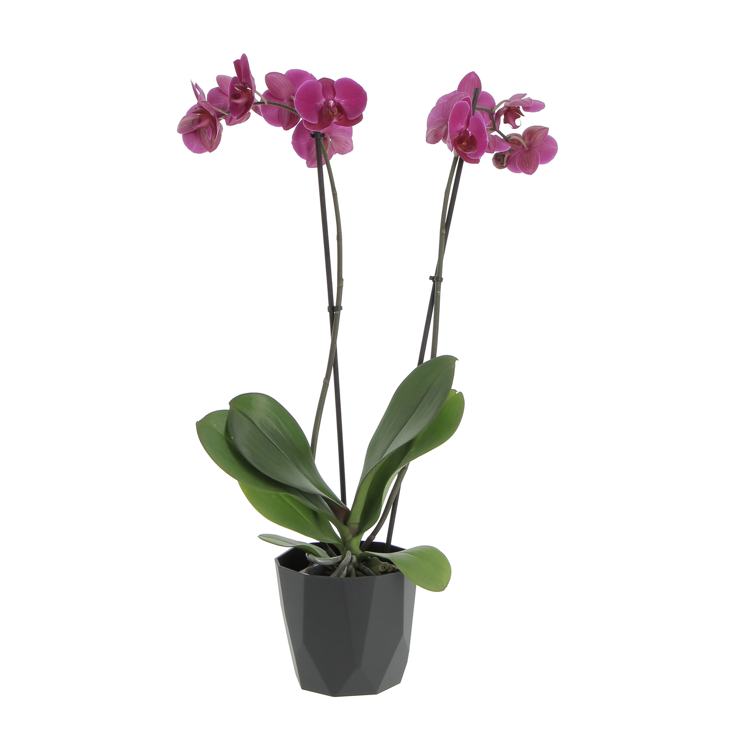 Orchidea Phalaenopsis Fucsia Pianta Vera H 60/70 cm Vaso Ø 12