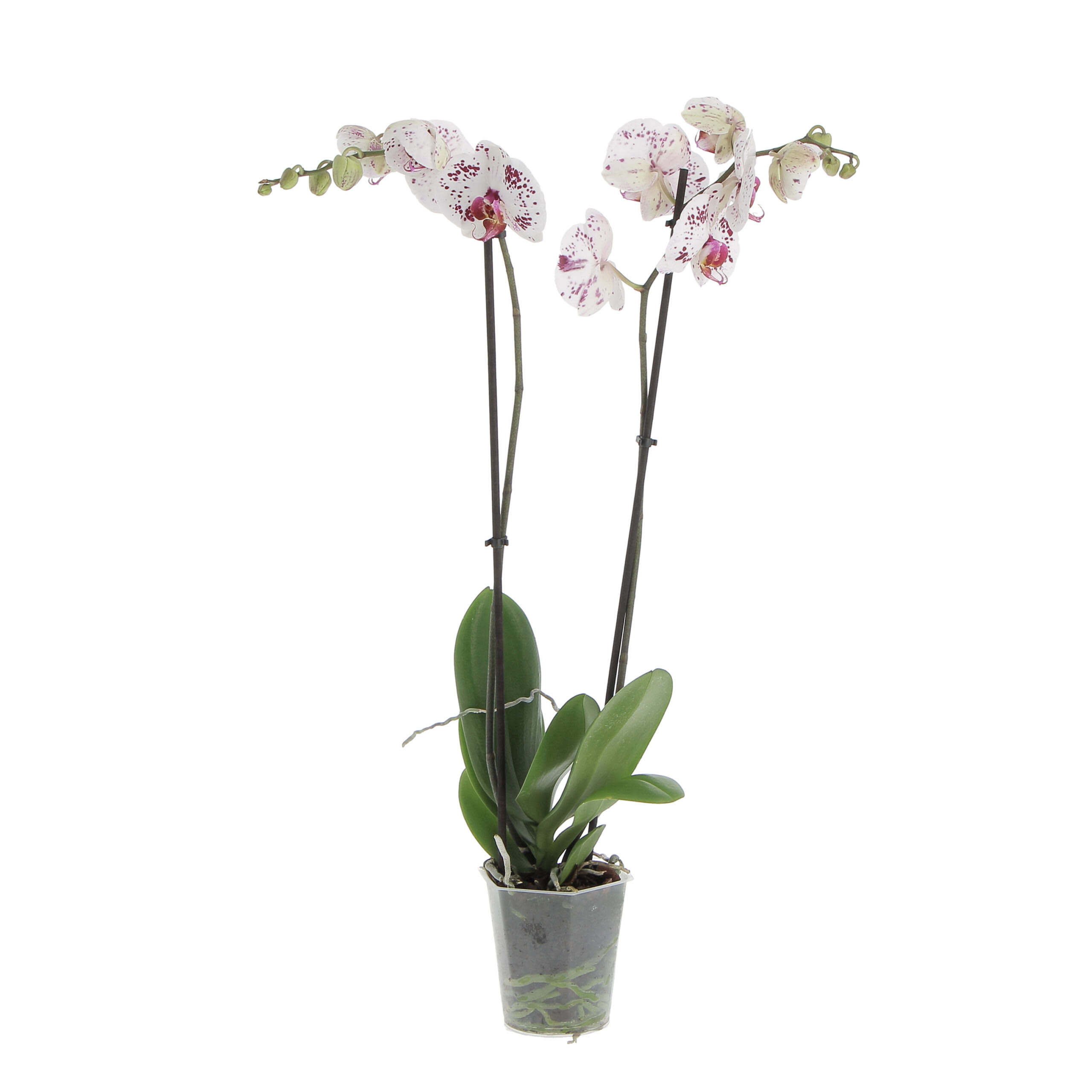 Orchidea Phalaenopsis Bicolore Pianta Vera H 60/70 cm Vaso Ø 12