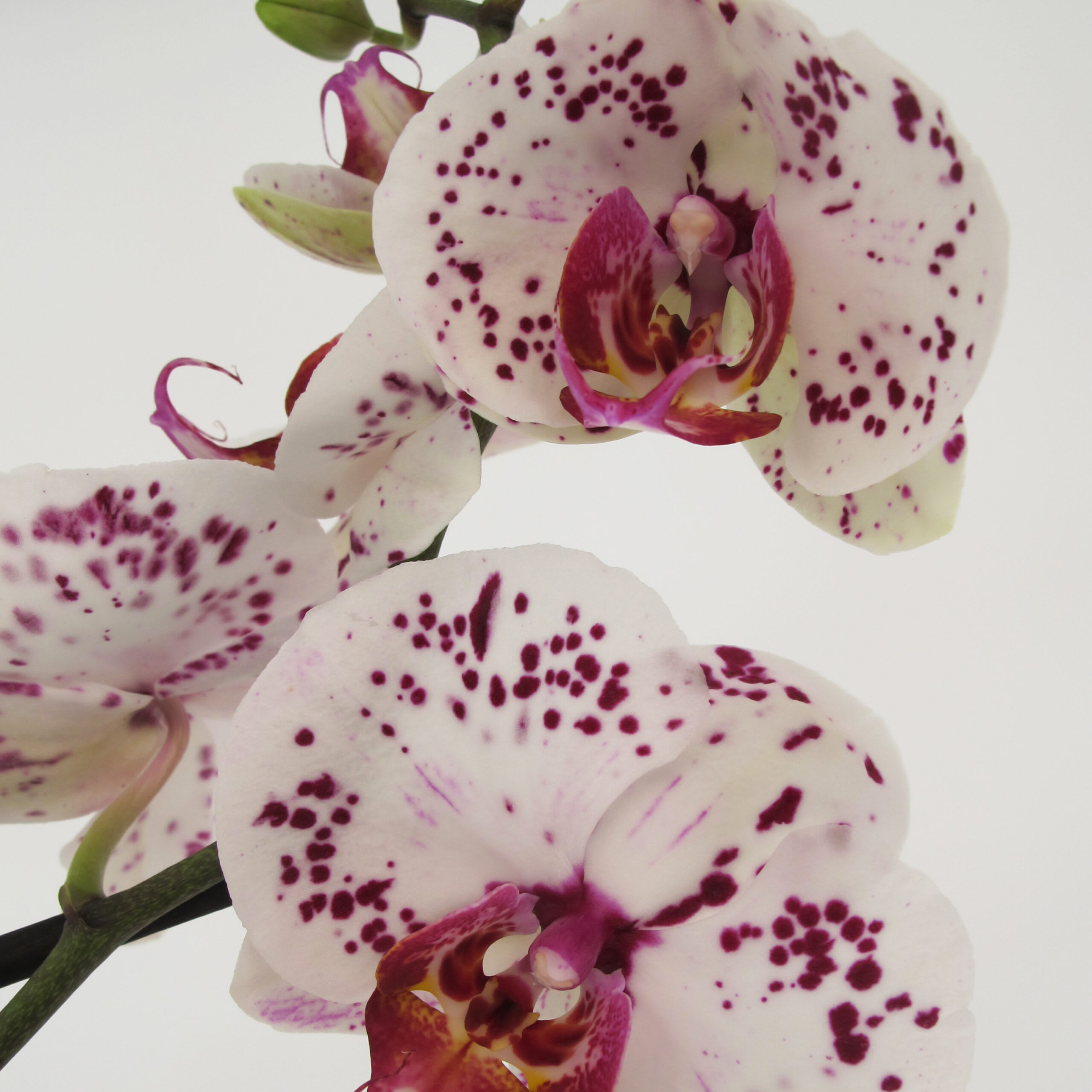 Orchidea Phalaenopsis Bicolore Pianta Vera H 60/70 cm Vaso Ø 12 cm