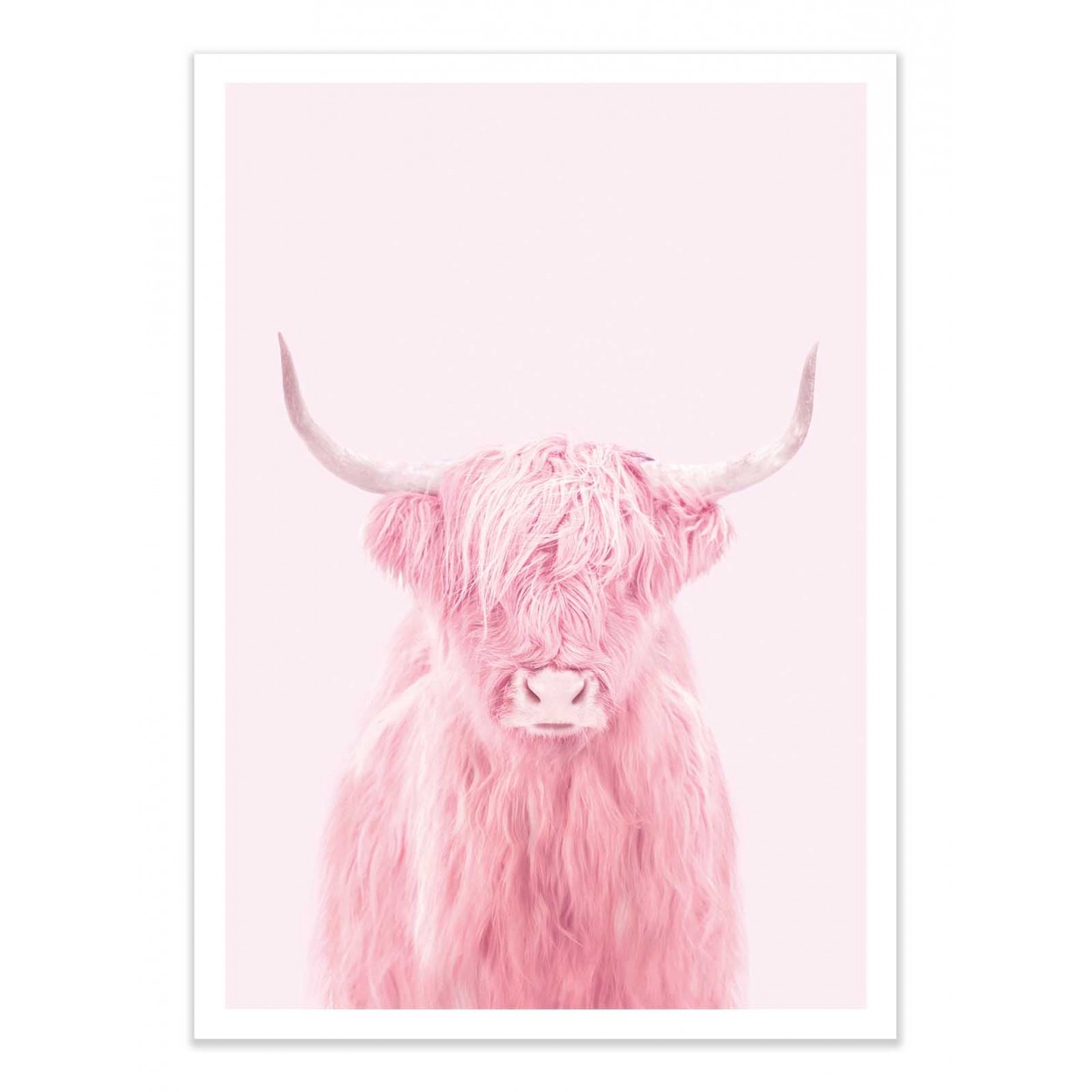 HIGHLAND COW -  Affiche d'art 50 x 70 cm