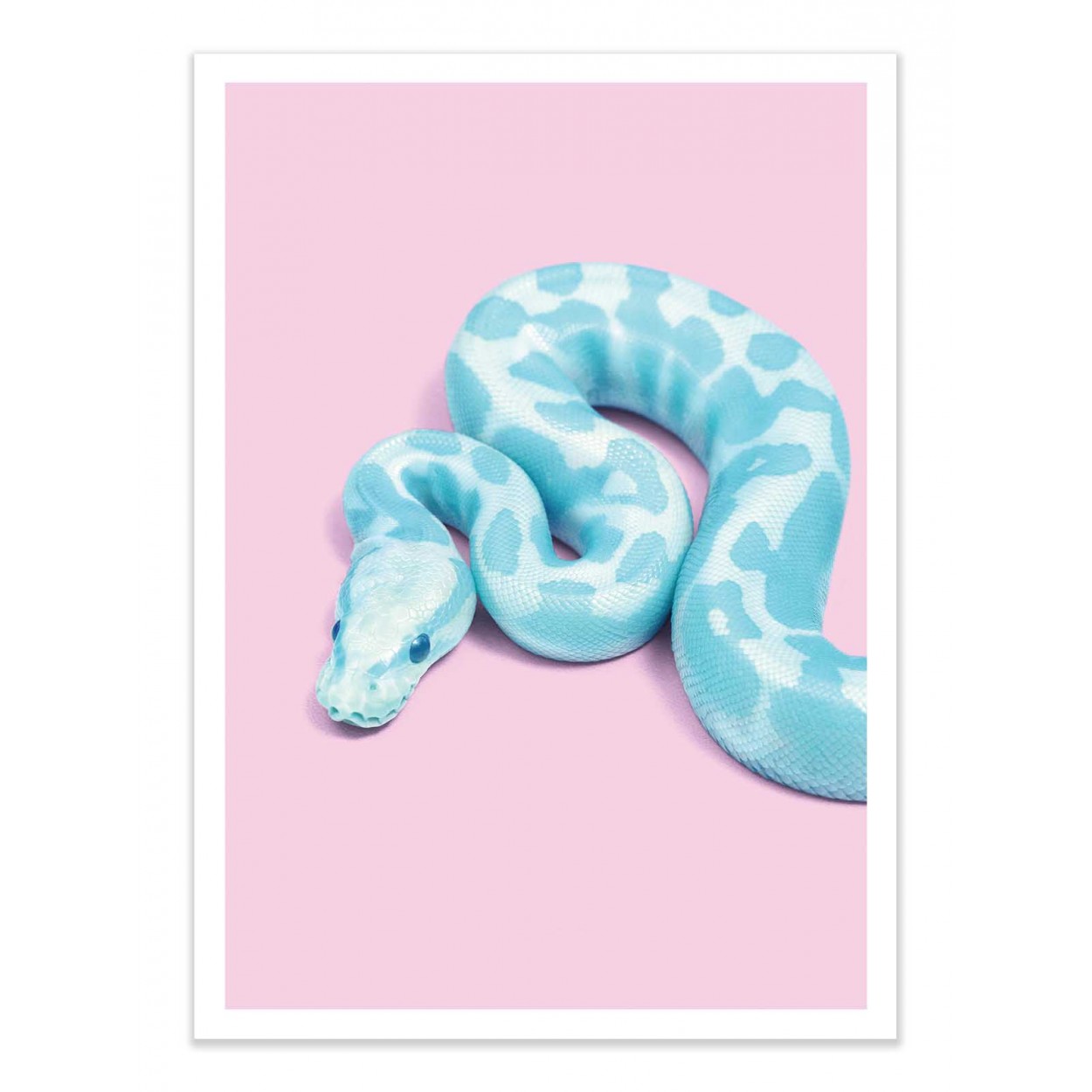 BLUE SNAKE - Affiche d'art 50 x 70 cm (photo) BLUE SNAKE - Affiche d'art 50 x 70 cm