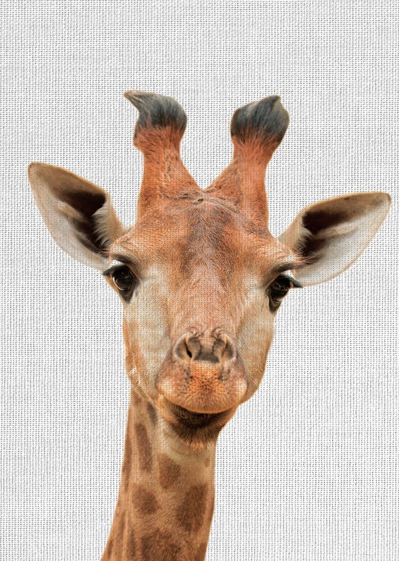 Tableau métal girafe 32x45 Tableau métal girafe 32x45