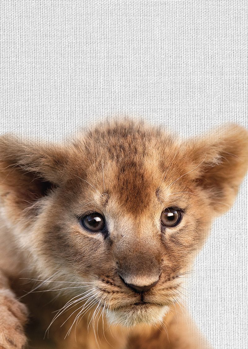 Tableau métal lionceau 32x45 Tableau métal lionceau 32x45