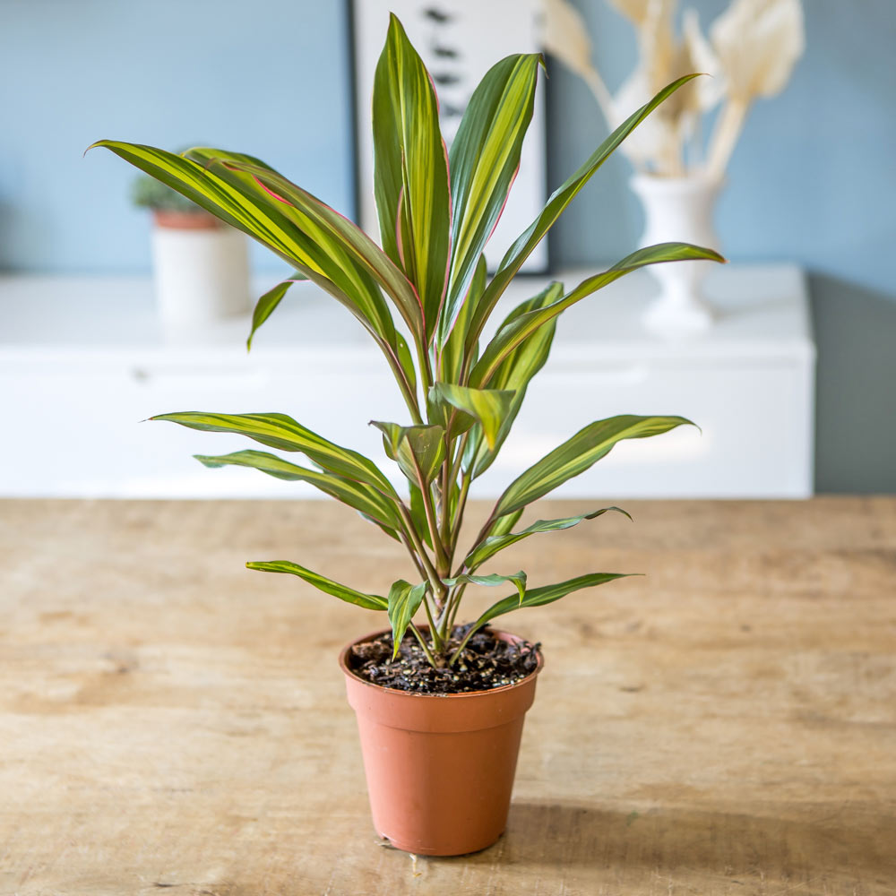 Cordyline plante d'intérieur remarquable sans cache-pot Cordyline plante d'intérieur remarquable sans cache-pot