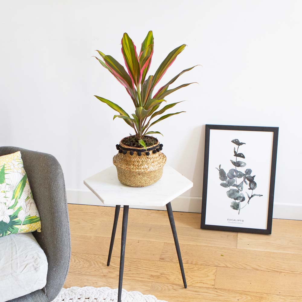 Cordyline plante d'intérieur remarquable avec cache-pot Cordyline plante d'intérieur remarquable avec cache-pot