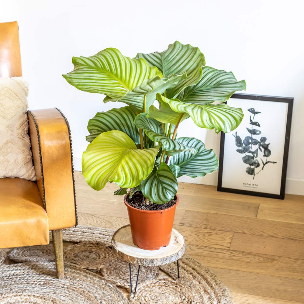 Calathea plante d'intérieur tropicale sans cache-pot