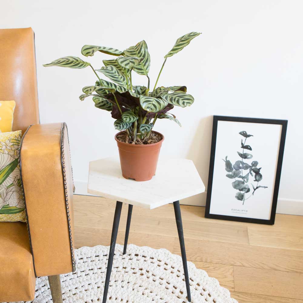 Calathea plante prière sans cache-pot