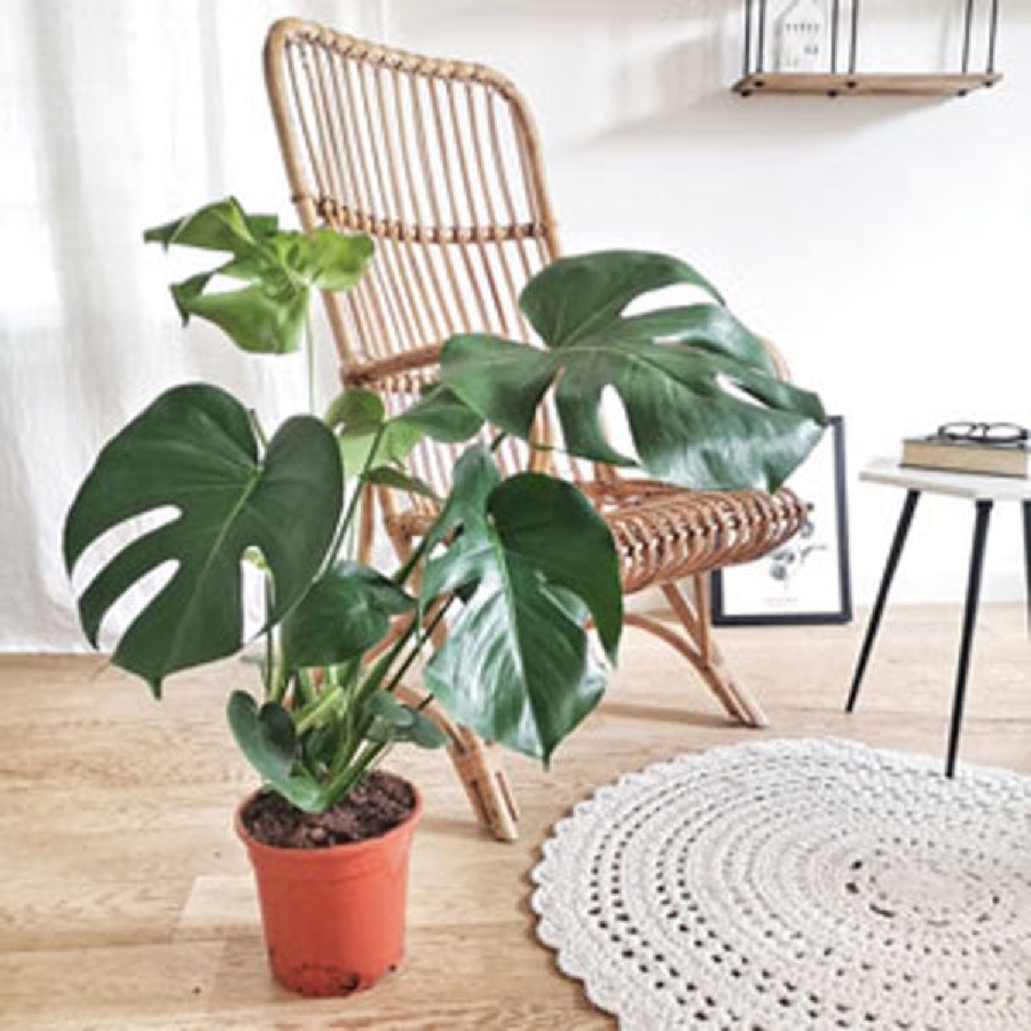 Monstera plante d'intérieur avec cache-pot