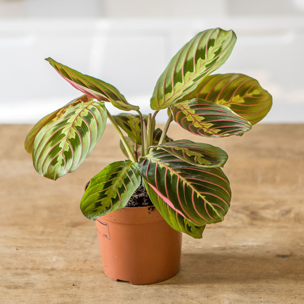 Plante prière sans cache-pot