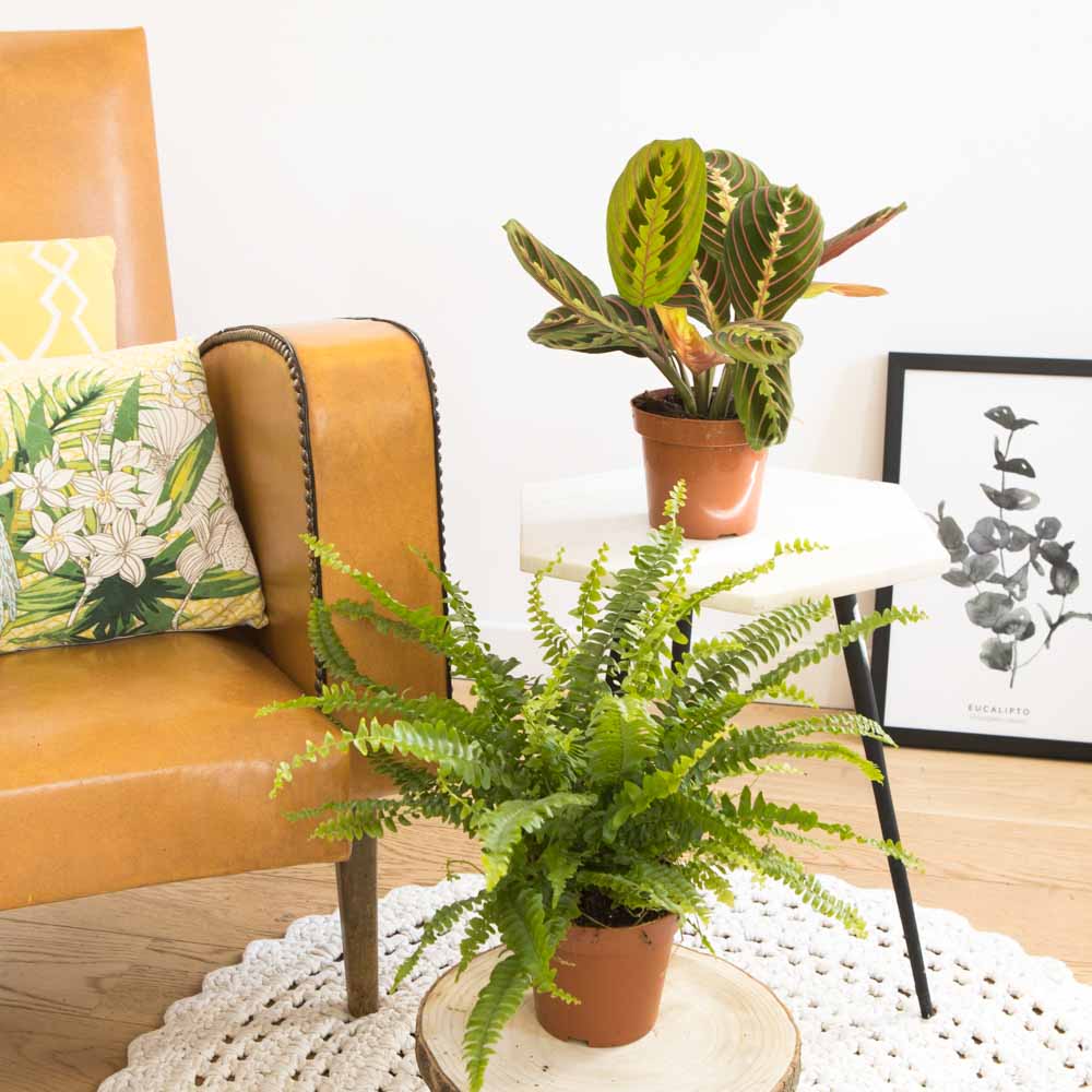Lot de 2 plantes dépolluantes sans cache-pot