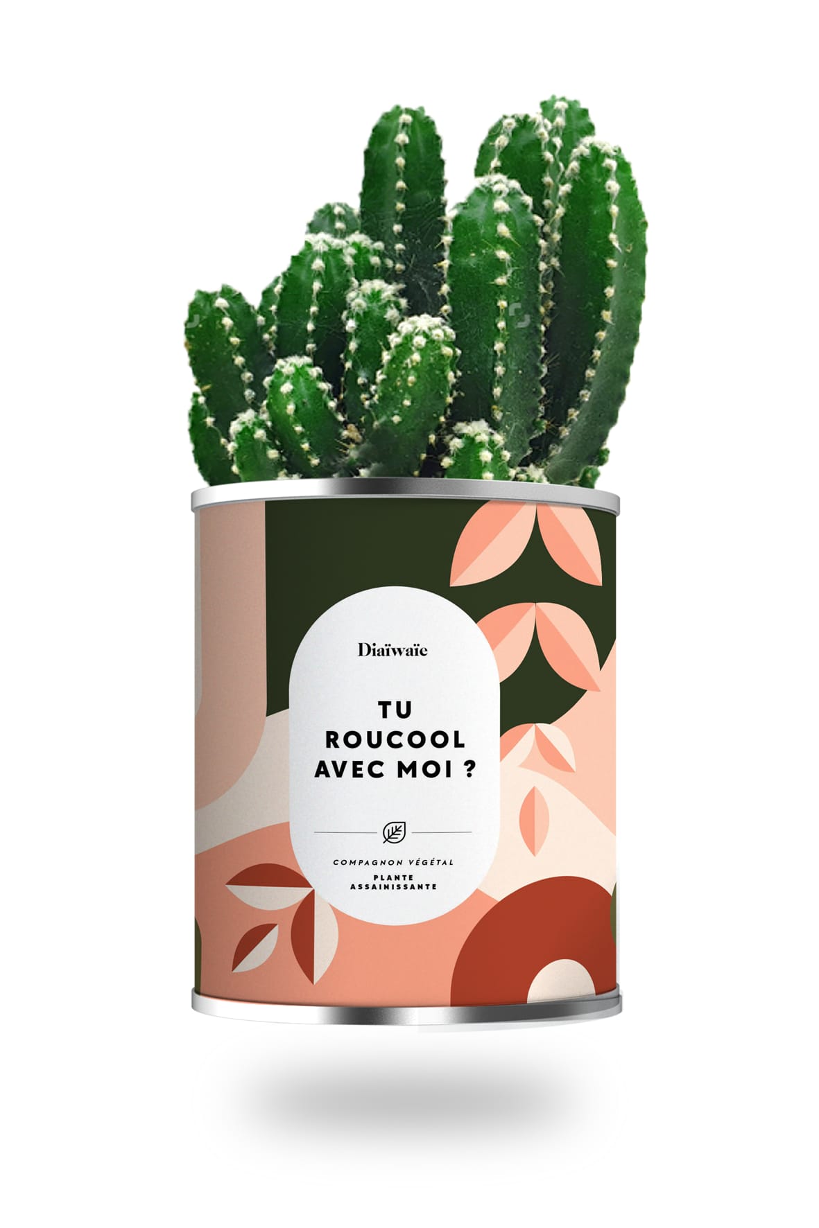 Cactus ou plante pot petit modèle tu roucool avec moi ? Cactus ou plante pot petit modèle tu roucool avec moi ?