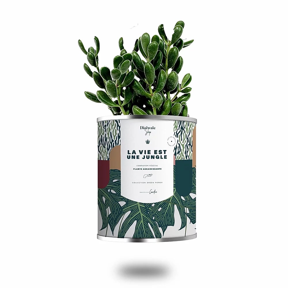 Cactus ou plante pot grand modèle la vie est une jungle Cactus ou plante pot grand modèle la vie est une jungle