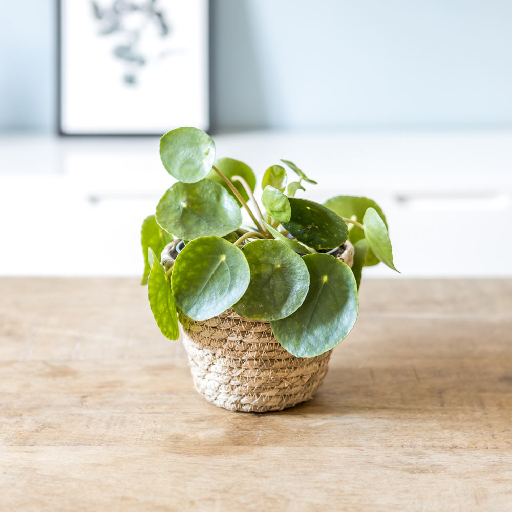 Plante porte bonheur avec cache-pot