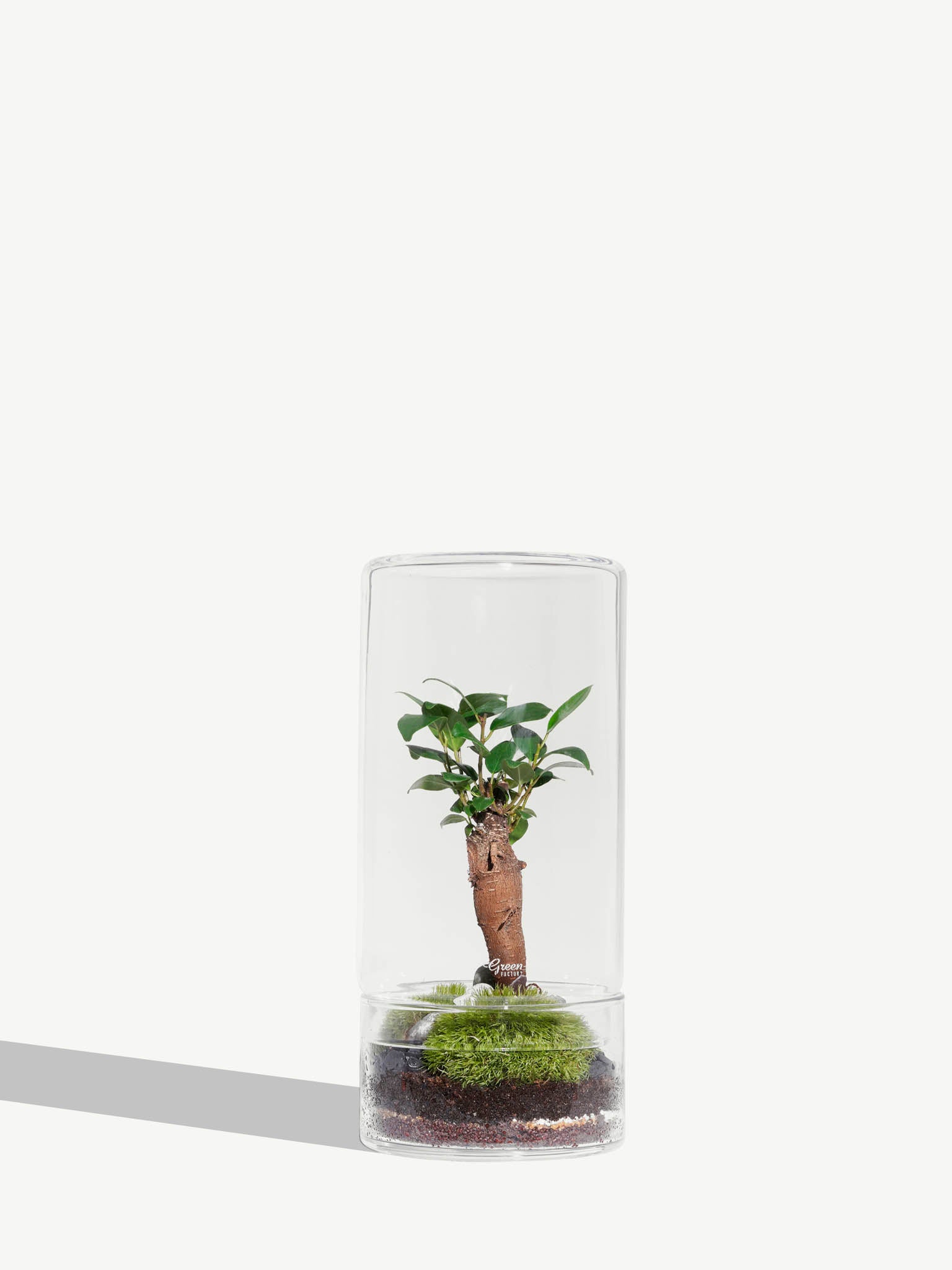 Terrarium medium jungle tower Terrarium medium jungle tower