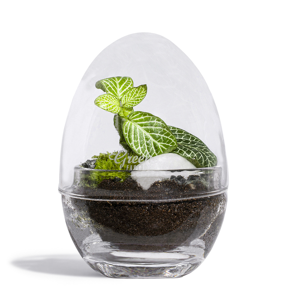 Terrarium small jungle lab (photo) Terrarium small jungle lab