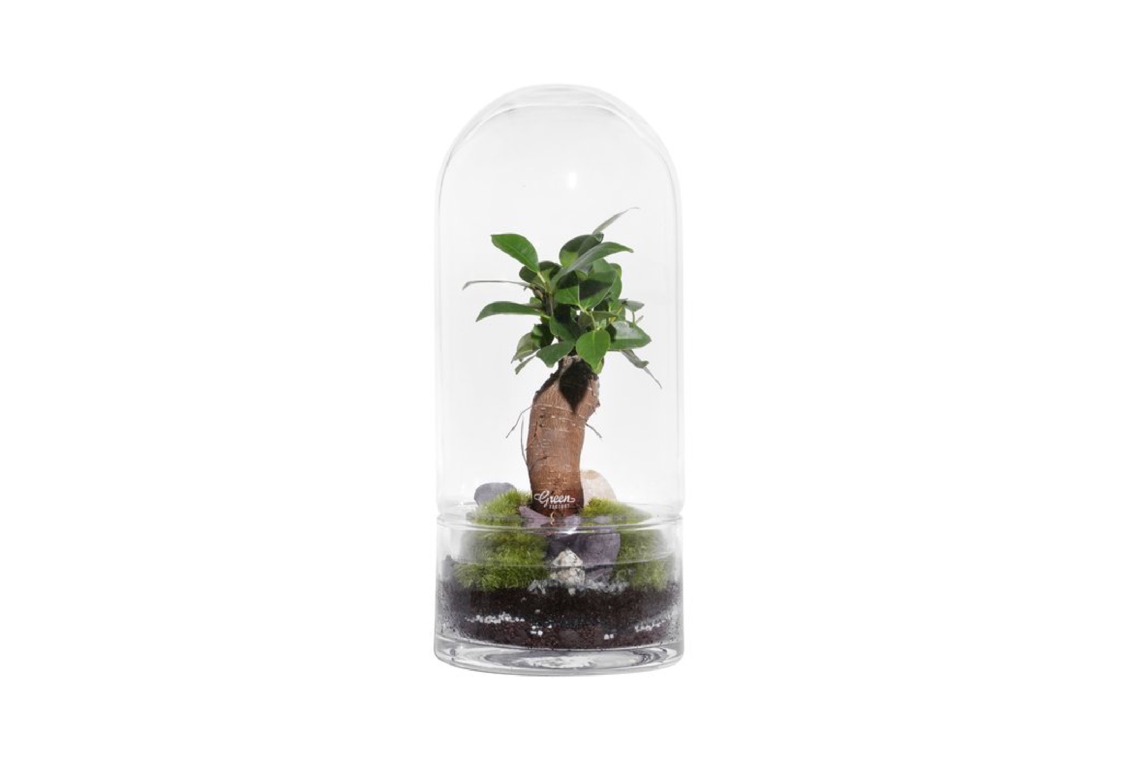 Terrarium medium jungle rocket Terrarium medium jungle rocket