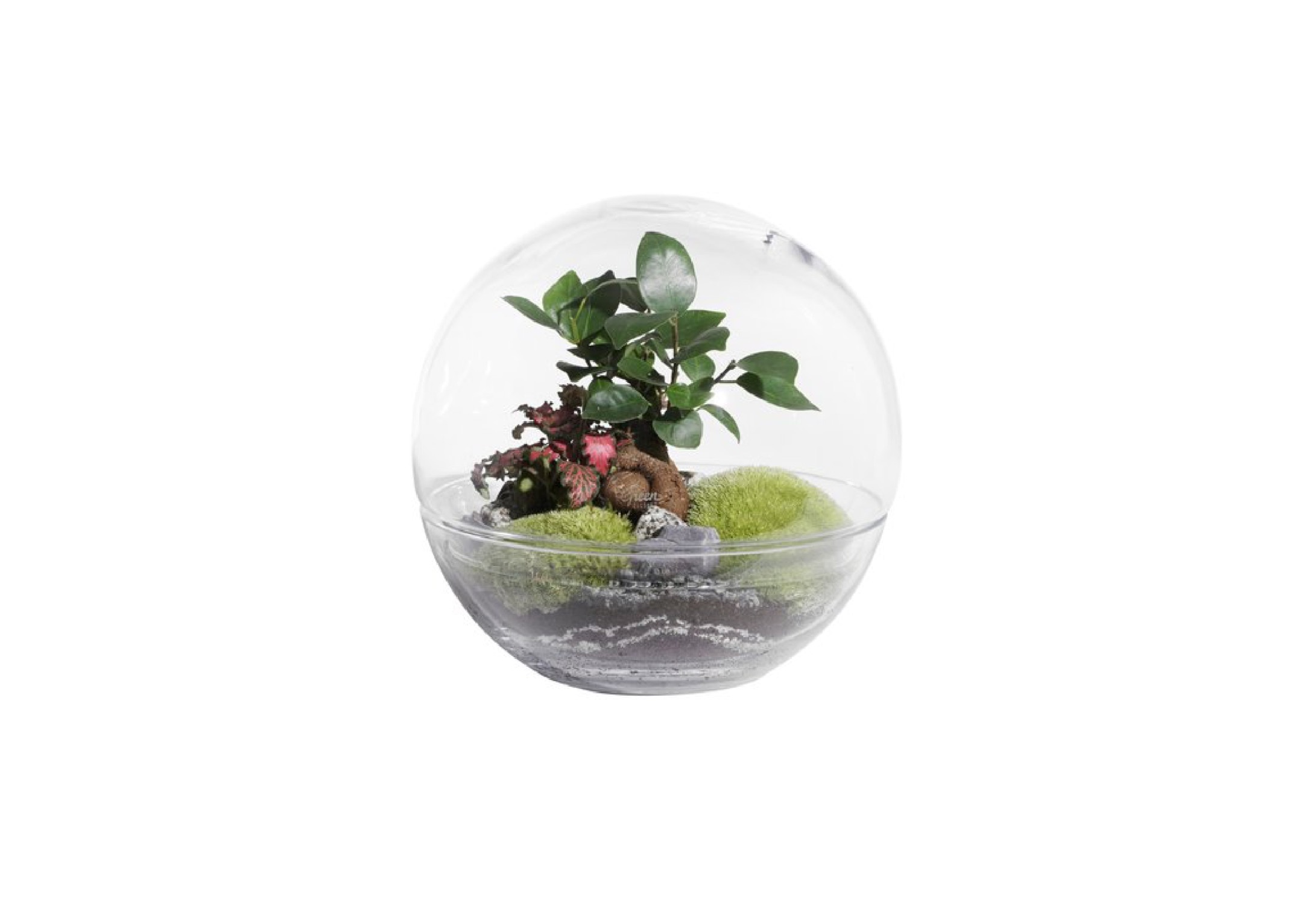 Terrarium medium forest moon Terrarium medium forest moon