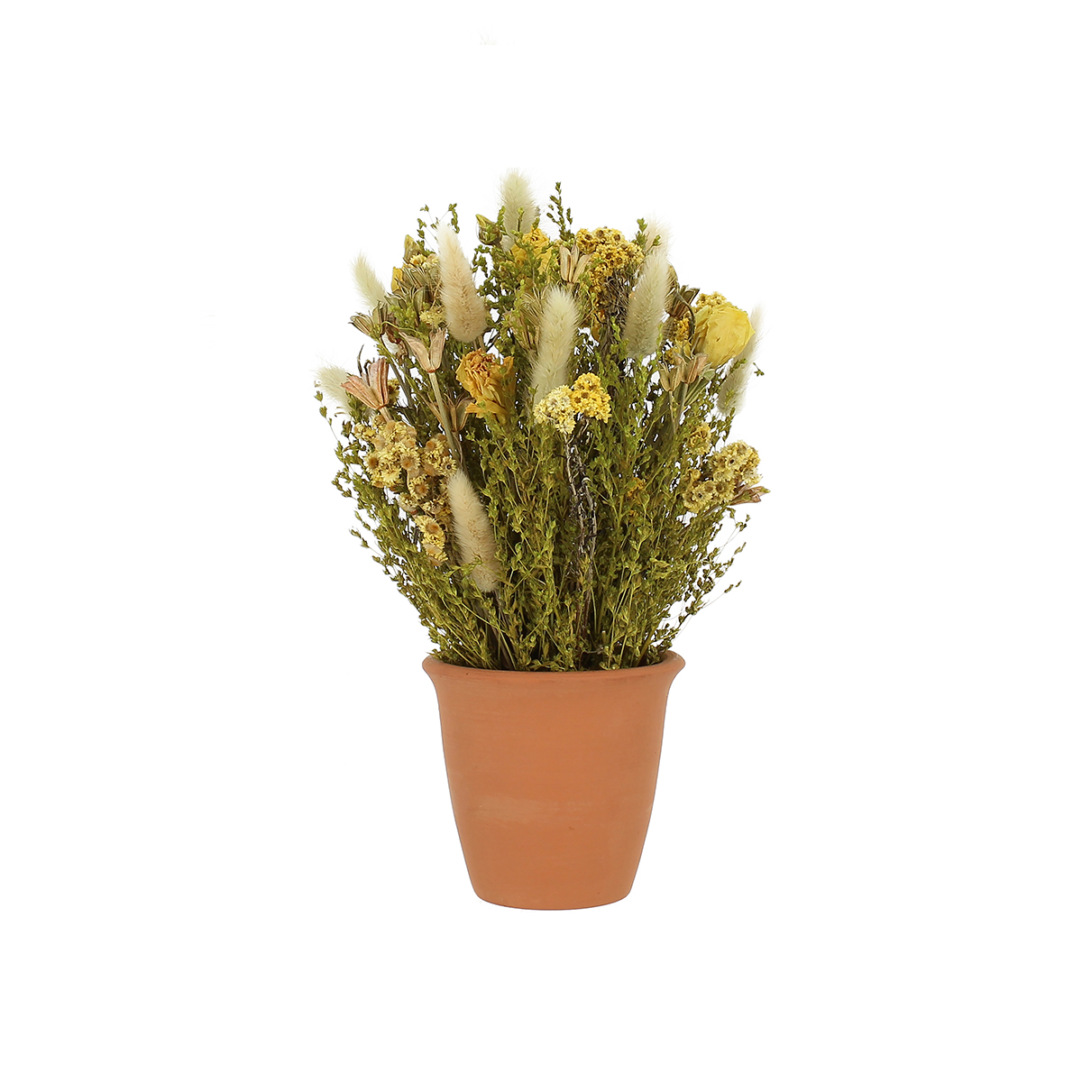 Composition fleurs séchées mysothis pot terracota H34cm Composition fleurs séchées mysothis pot terracota H34cm