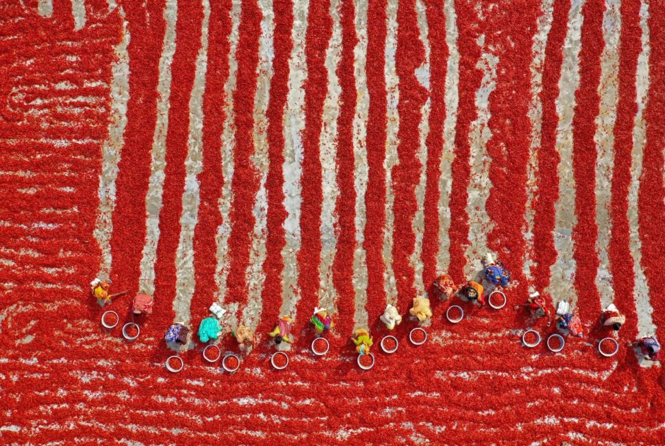 SÉCHAGE DES PIMENTS ROUGES - Photo de Pixopolitan 60x40 cm (photo) SÉCHAGE DES PIMENTS ROUGES - Photo de Pixopolitan 60x40 cm