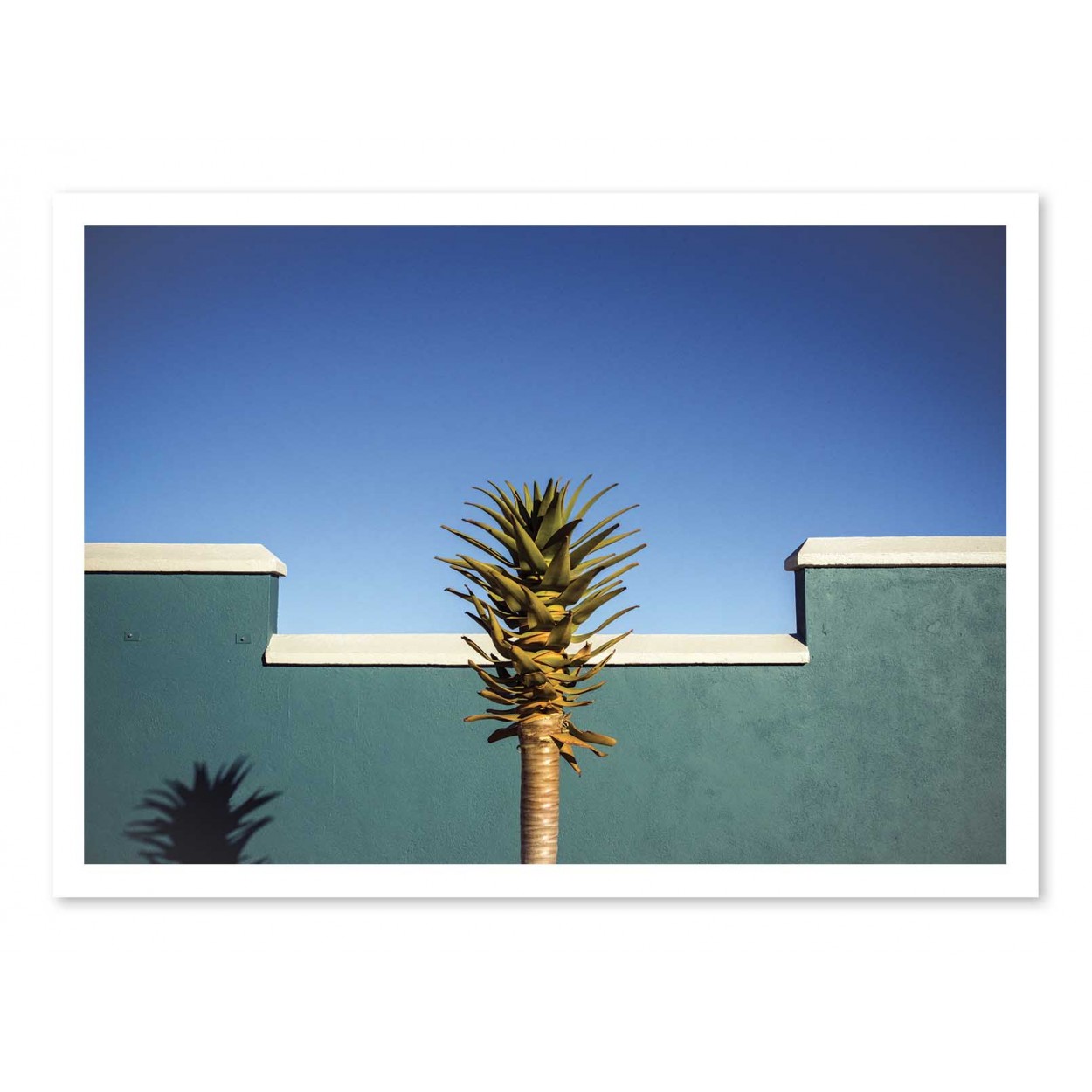 THE DESERT BLOOMS - Affiche d'art 50 x 70 cm - Linda Wride THE DESERT BLOOMS - Affiche d'art 50 x 70 cm - Linda Wride