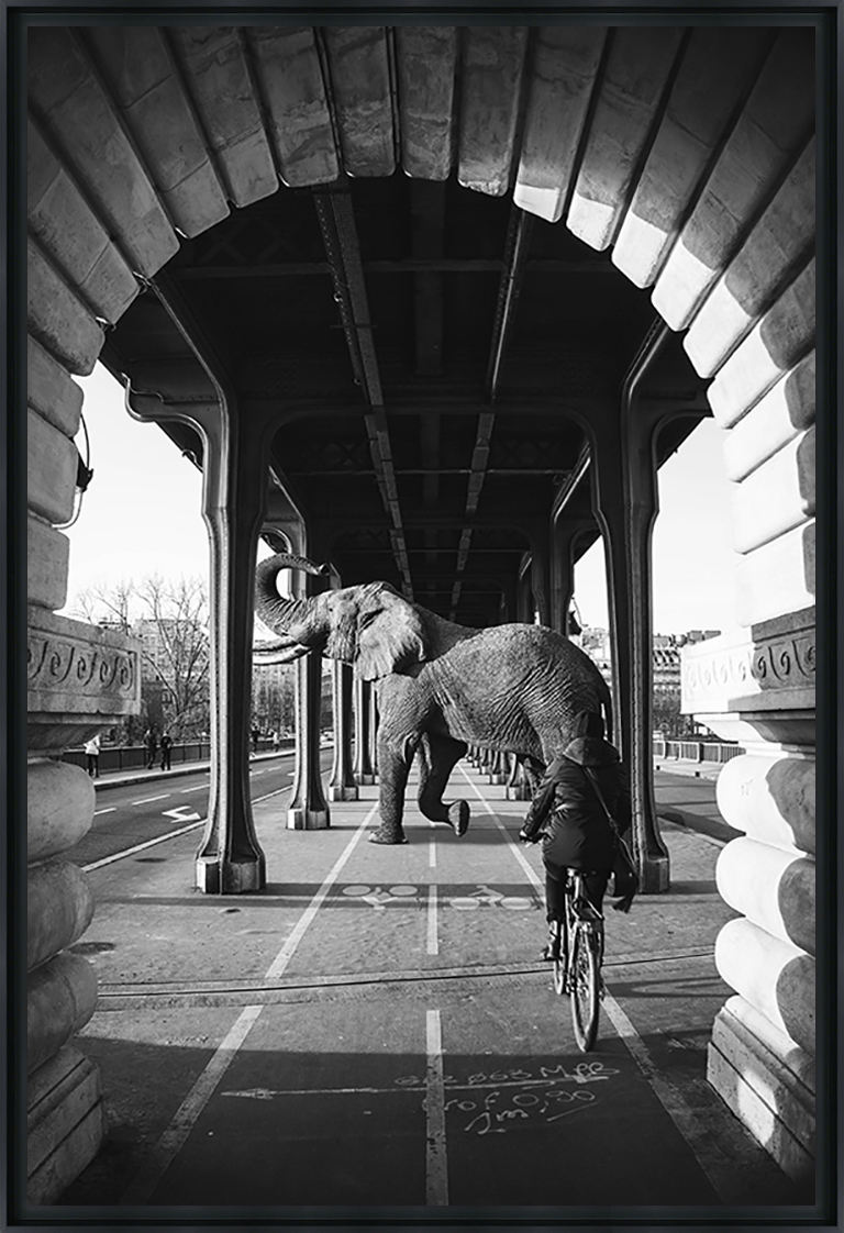 L'ÉLÉPHANT DE BIR HAKEIM - Photo encadrée de Mathieu Alemany 40x60 cm L'ÉLÉPHANT DE BIR HAKEIM - Photo encadrée de Mathieu Alemany 40x60 cm