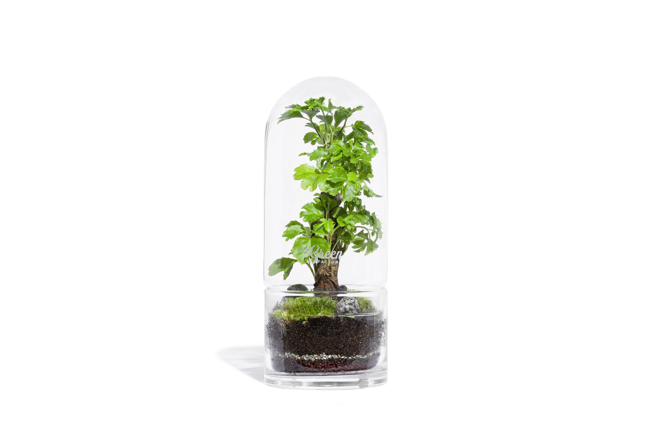 Terrarium small jungle rocket (photo) Terrarium small jungle rocket