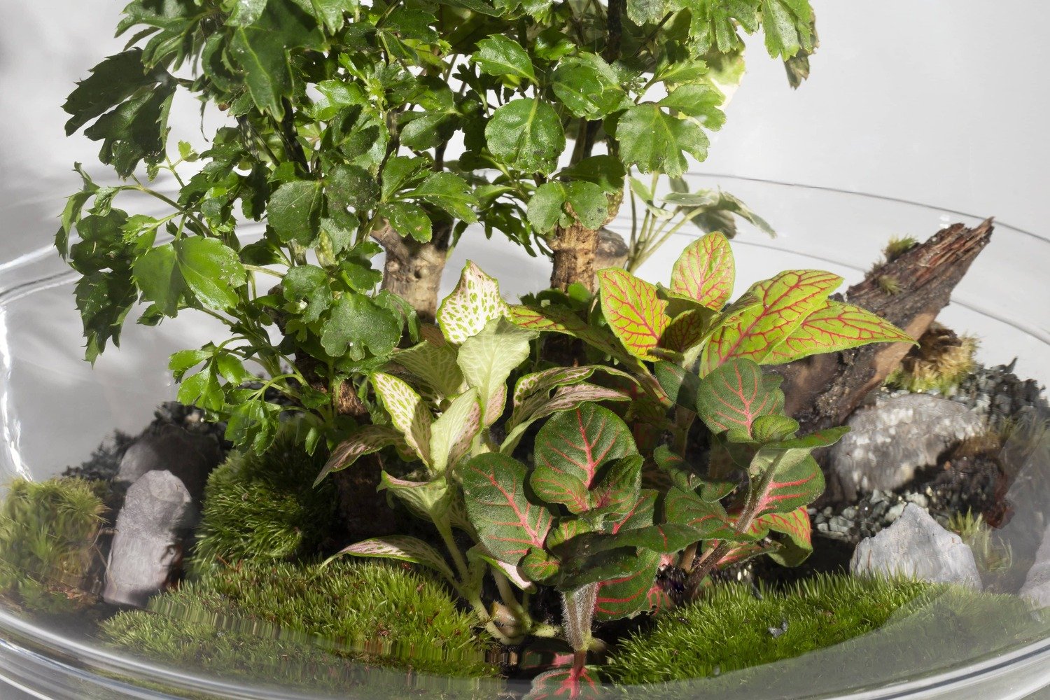 Terrarium extra large forest moon (photo) Terrarium extra large forest moon