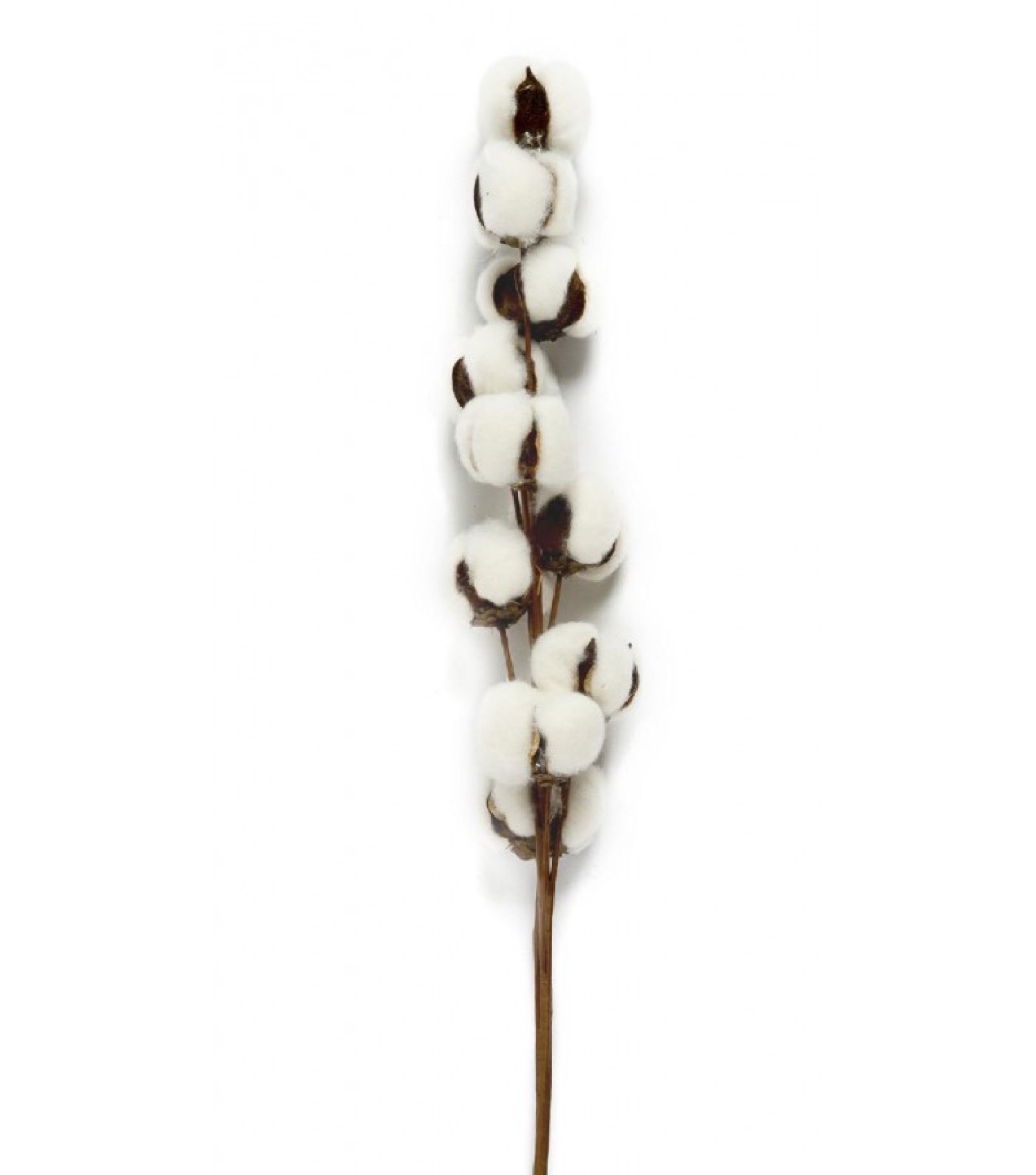 Branche sèche naturelle coton décorative 70cm
