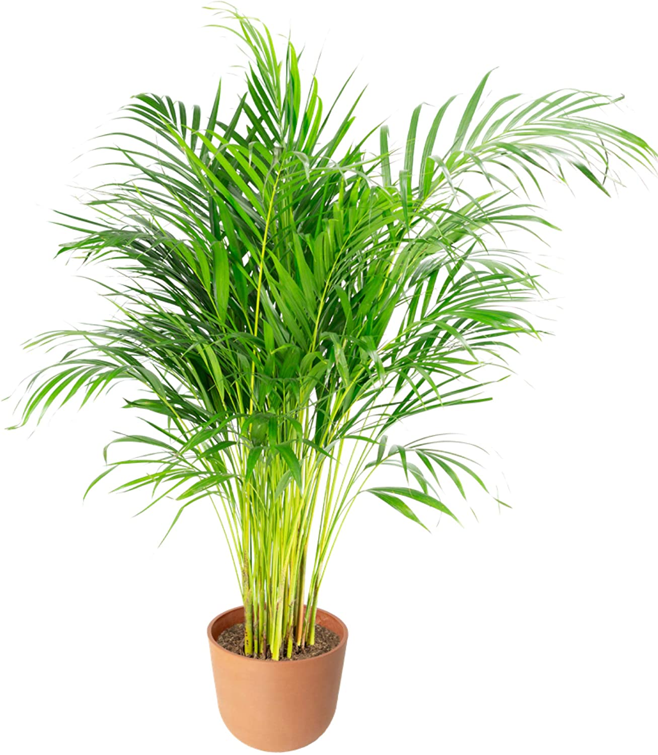 Plante d'intérieur - Palmier areca de 90 cm en pot terra