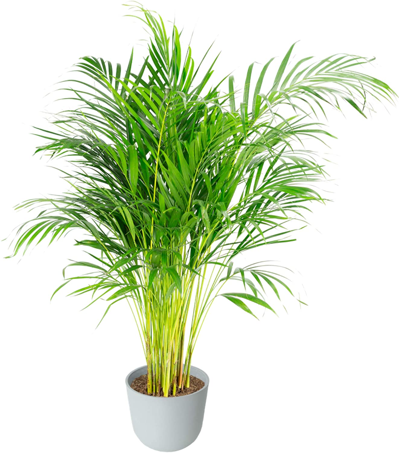 Plante d'intérieur - Palmier areca de 90 cm en pot blanc gris