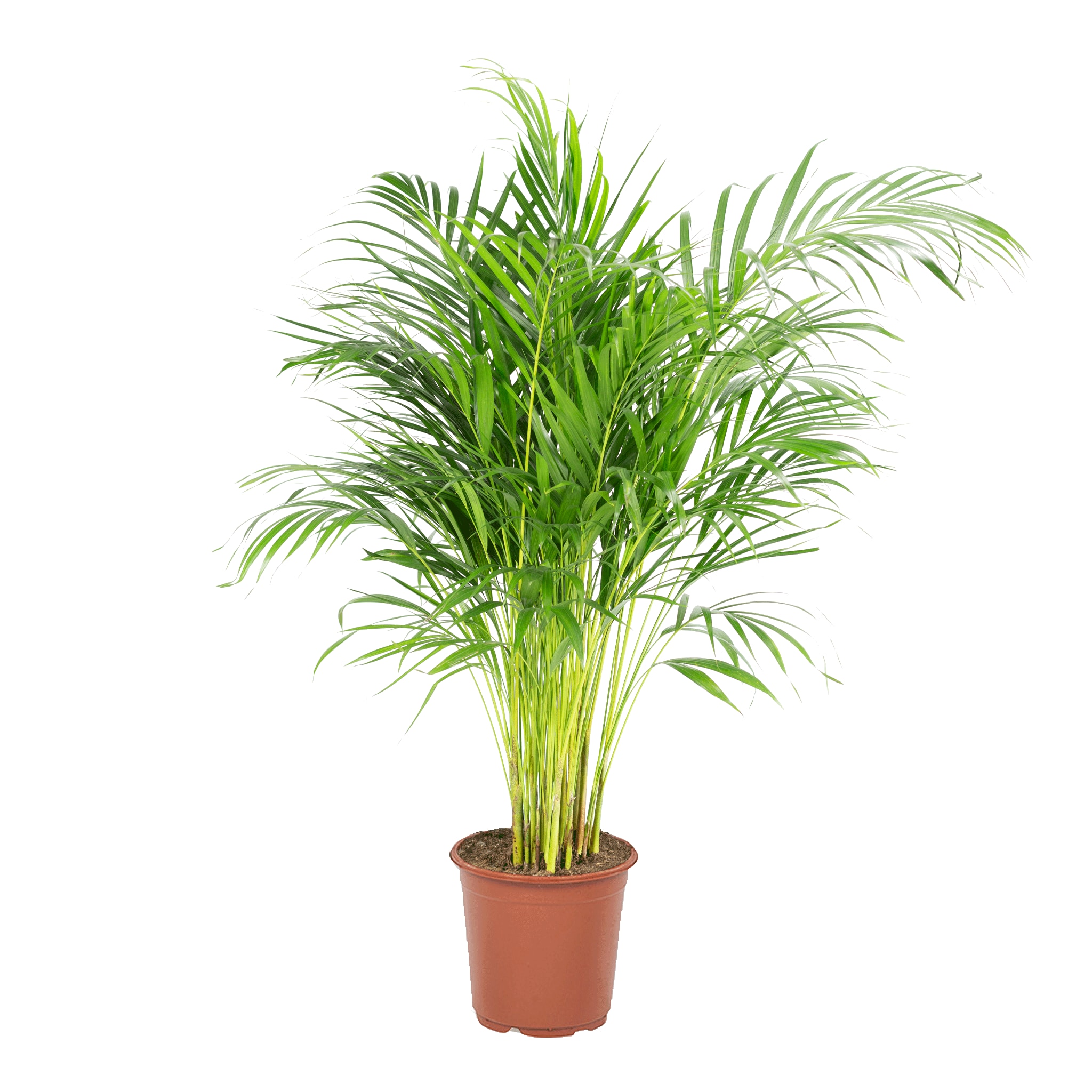 Plante d'intérieur - Palmier areca de 90 cm