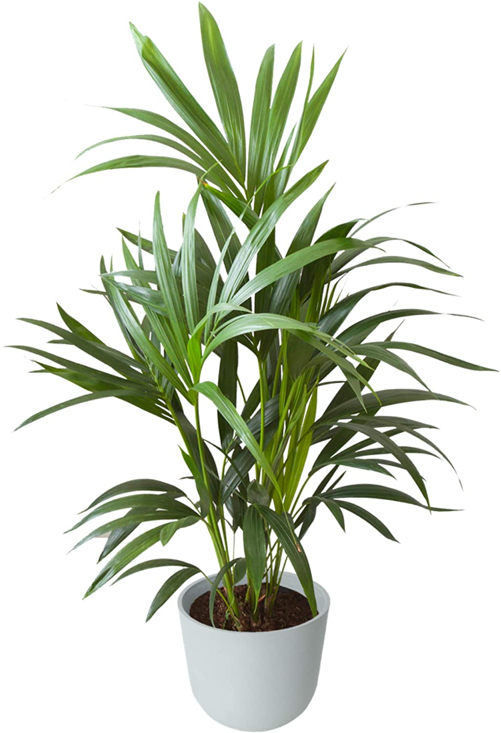 Plante d'intérieur - Palmier Kentia de 90cm en pot blanc gris