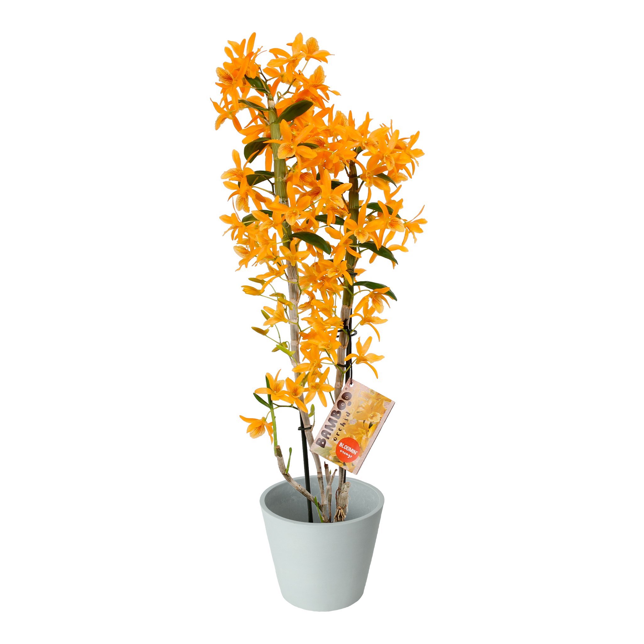 Plante d'intérieur - Orchidée Bambou orange en pot blanc gris Plante d'intérieur - Orchidée Bambou orange en pot blanc gris