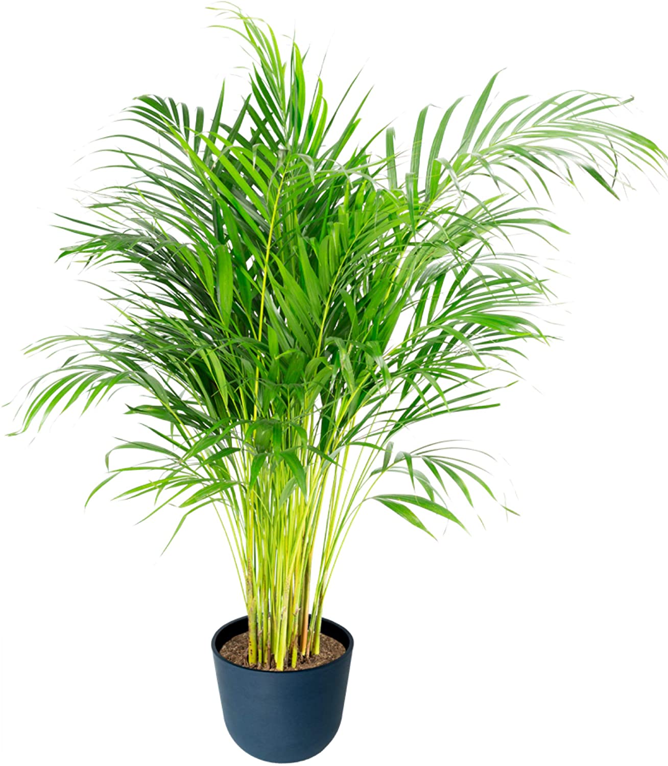 Plante d'intérieur - Palmier areca de 90 cm en pot bleu nuit