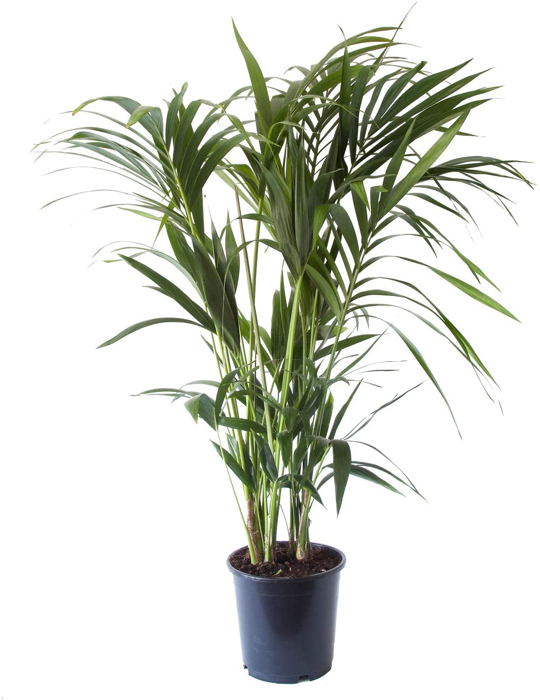 Plante d'intérieur - Palmier Kentia Howea de 120cm