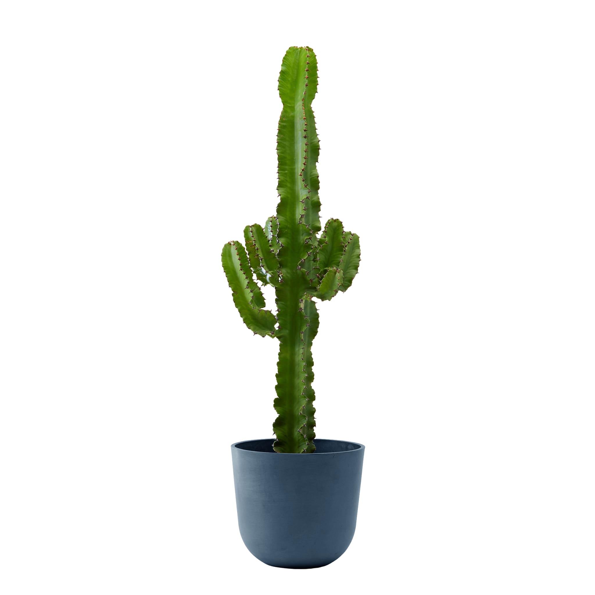 Plante d'intérieur - Cactus Euphorbe de 80cm en pot bleu nuit