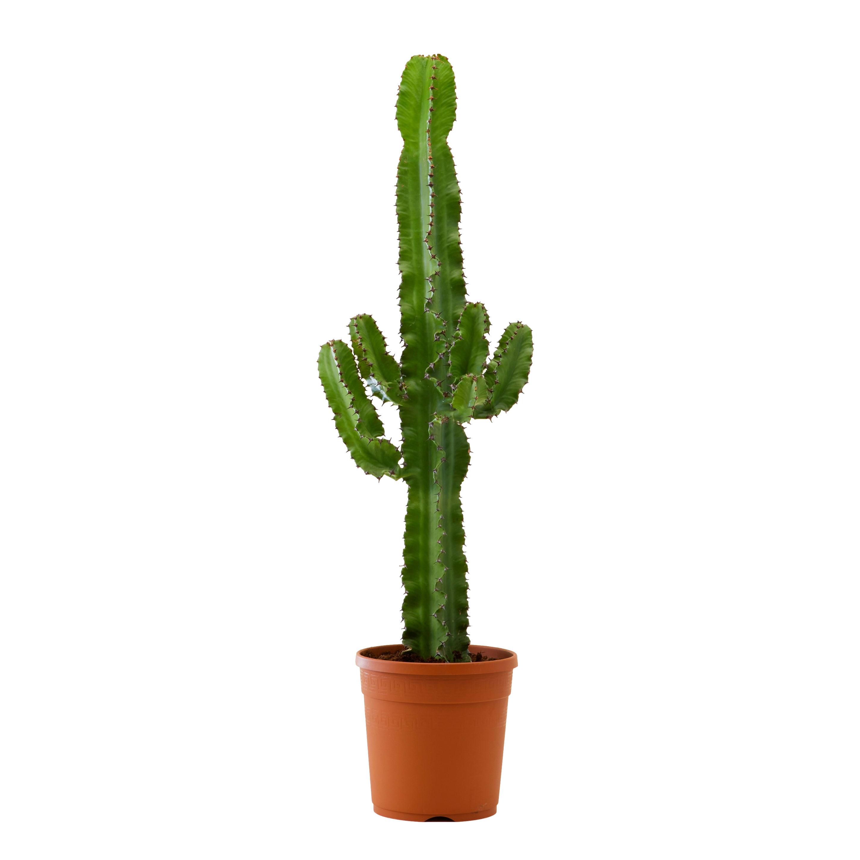 Plante d'intérieur - Cactus Euphorbe de 80 cm