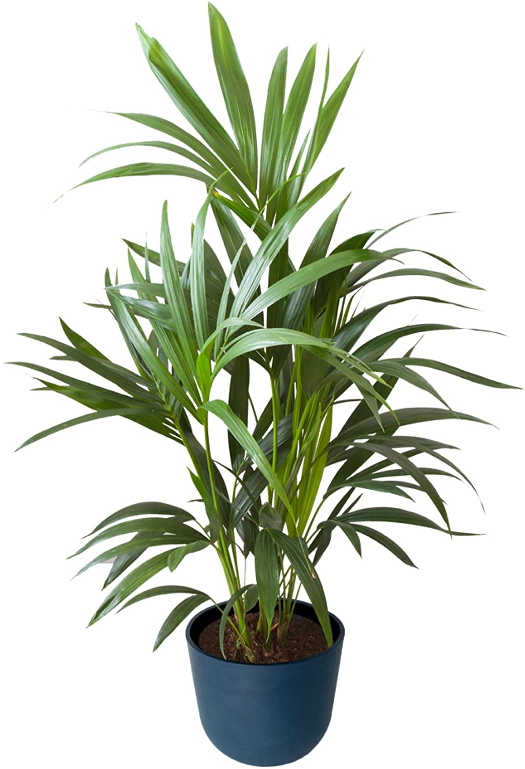 Plante d'intérieur - Palmier Kentia de 90cm en pot bleu nuit