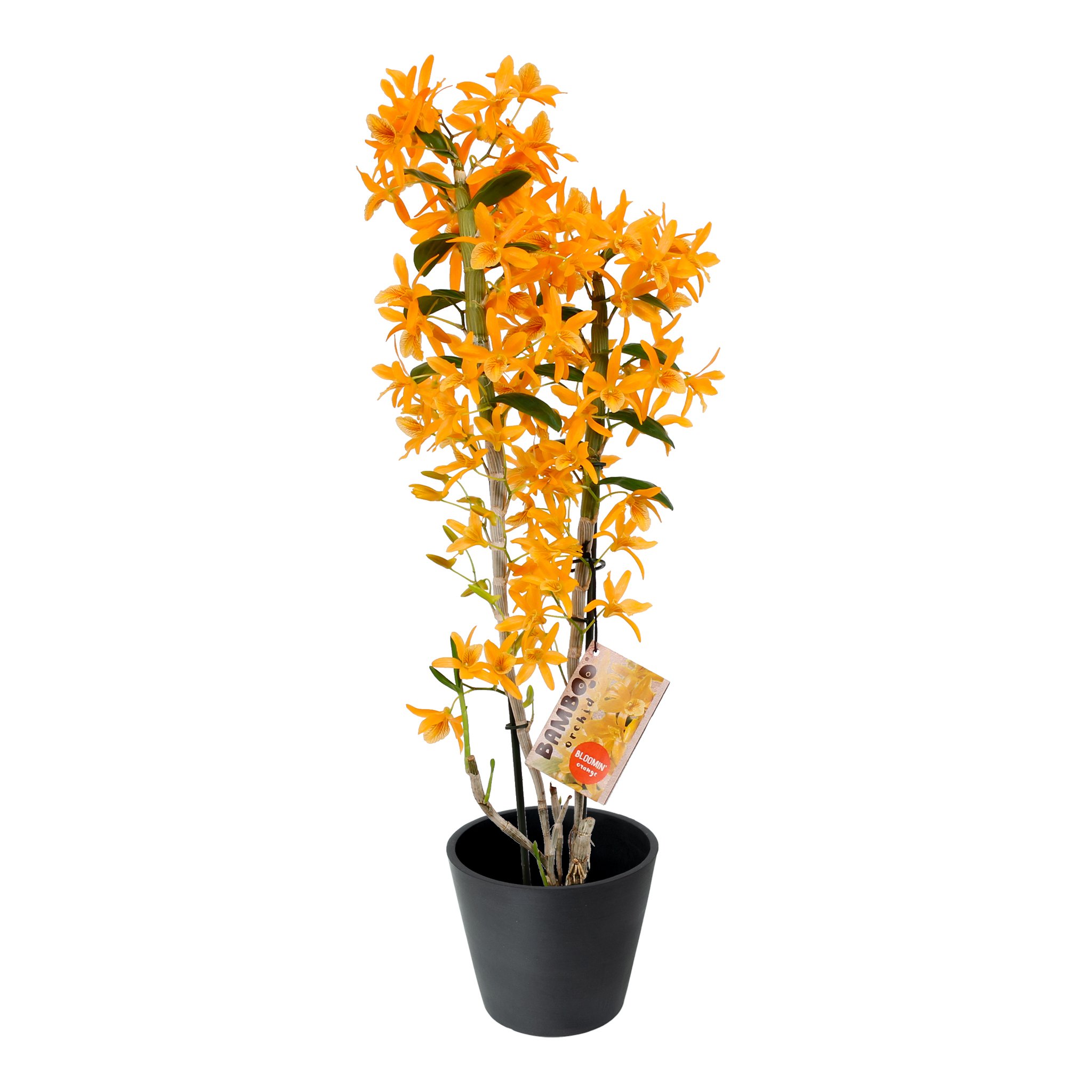 Plante d'intérieur - Orchidée Bambou orange de 50cm en pot noir Plante d'intérieur - Orchidée Bambou orange de 50cm en pot noir