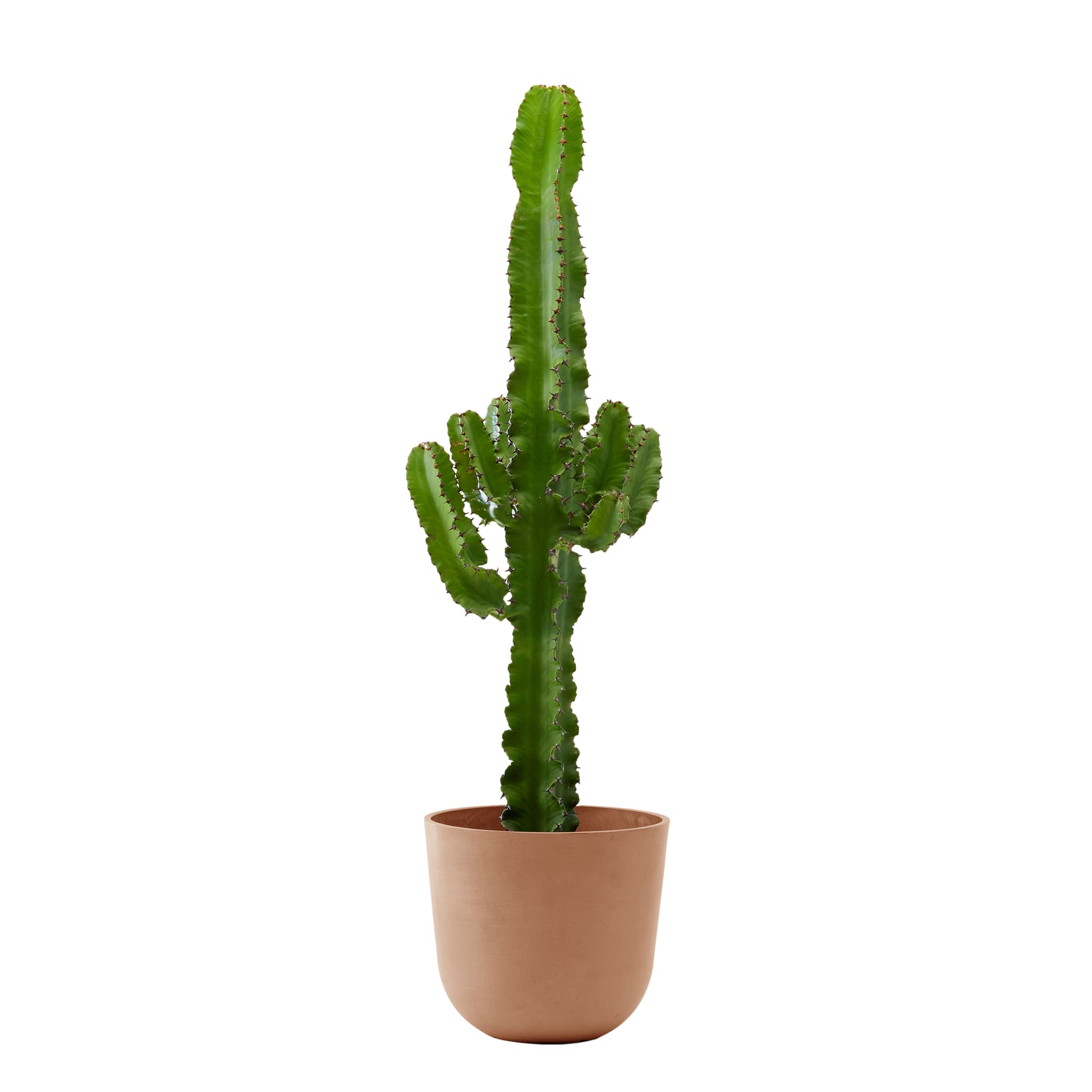 Plante d'intérieur - Cactus Euphorbe de 80 cm en pot terra