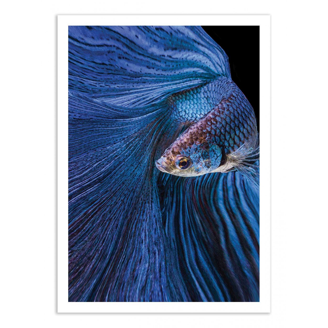 BLUE MOON - ANDY HALIL - Affiche d'art 50 x 70 cm (photo) BLUE MOON - ANDY HALIL - Affiche d'art 50 x 70 cm