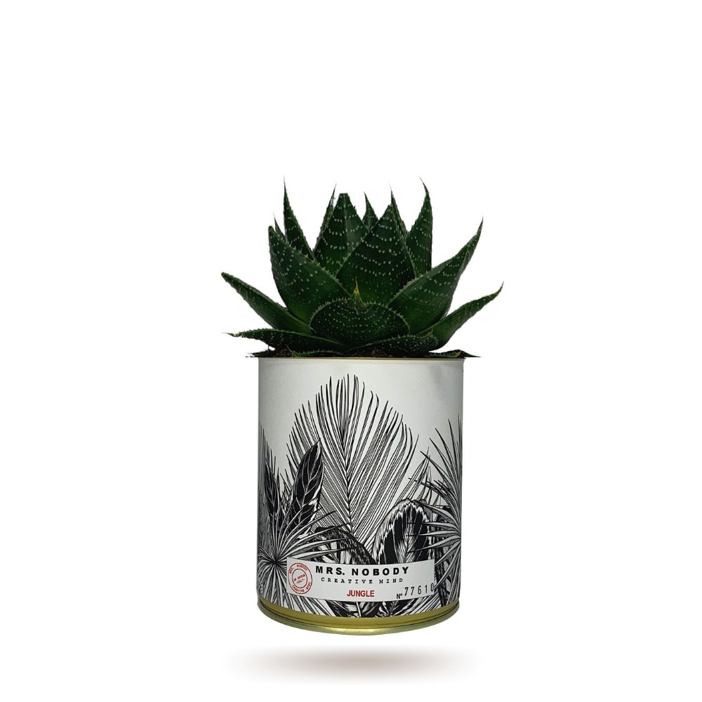 Cactus ou Succulente - Jungle - Aloe Cactus ou Succulente - Jungle - Aloe