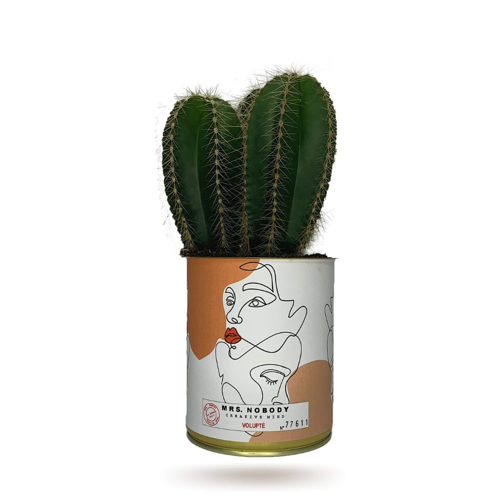Cactus ou Succulente - Volupté - Cactus Colonne