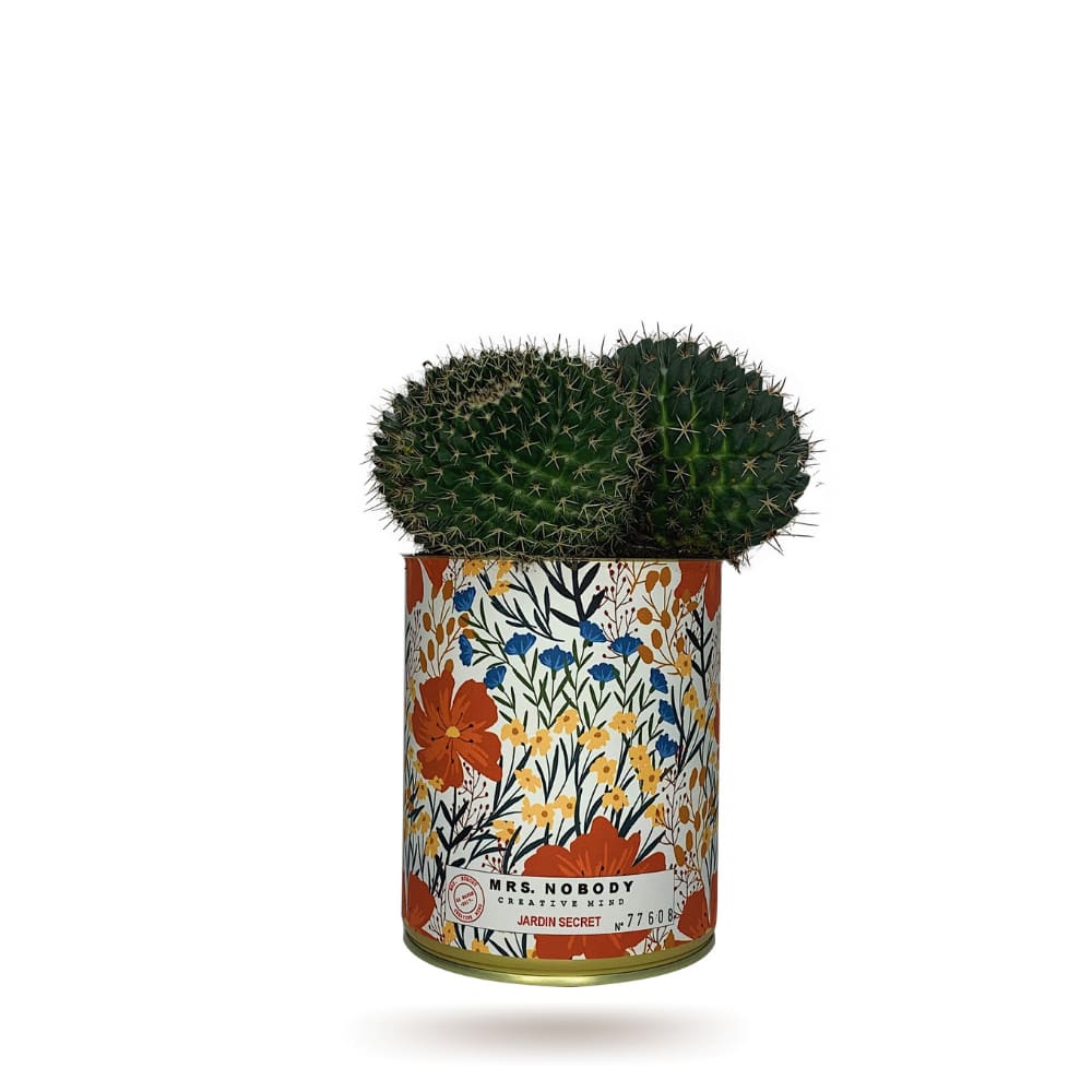 Cactus ou Succulente - Jardin Secret - Cactus Boule